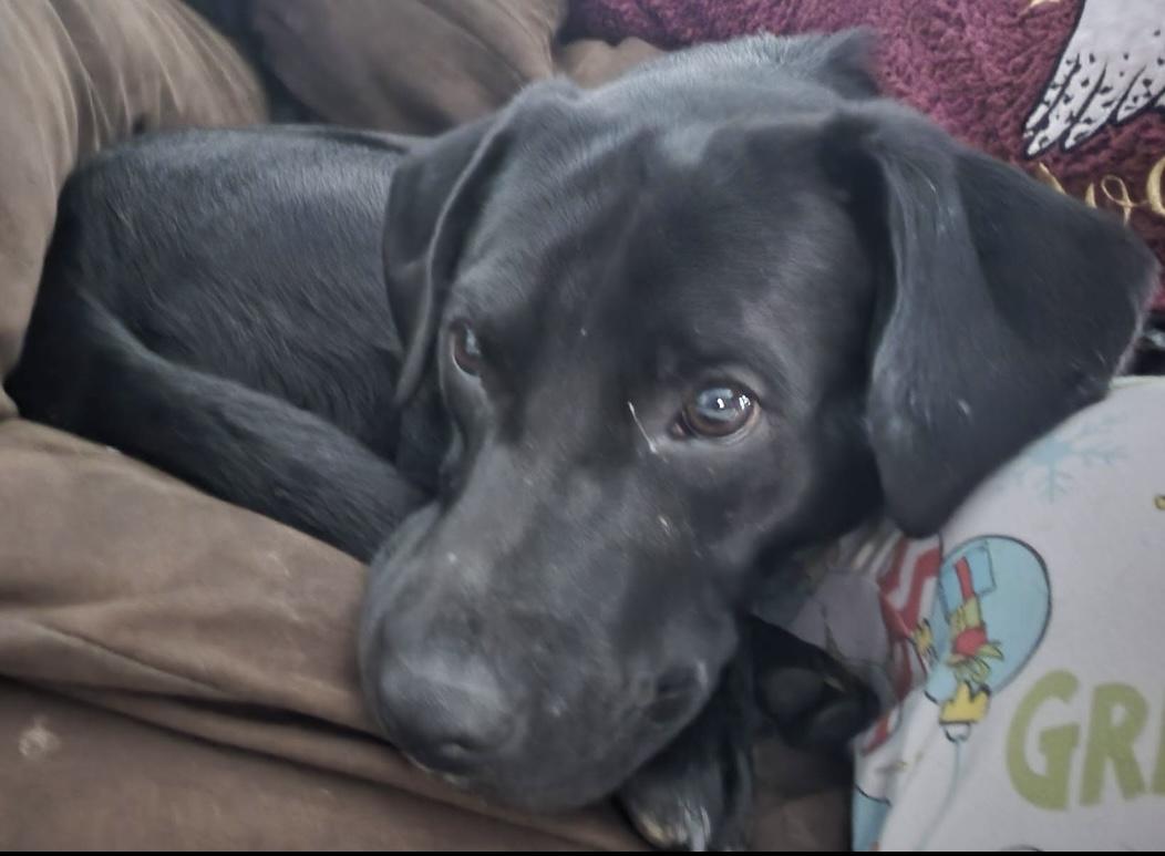 Enlarge Riley, a Adoptable Labrador Retriever in Indianapolis, IN image 5/6