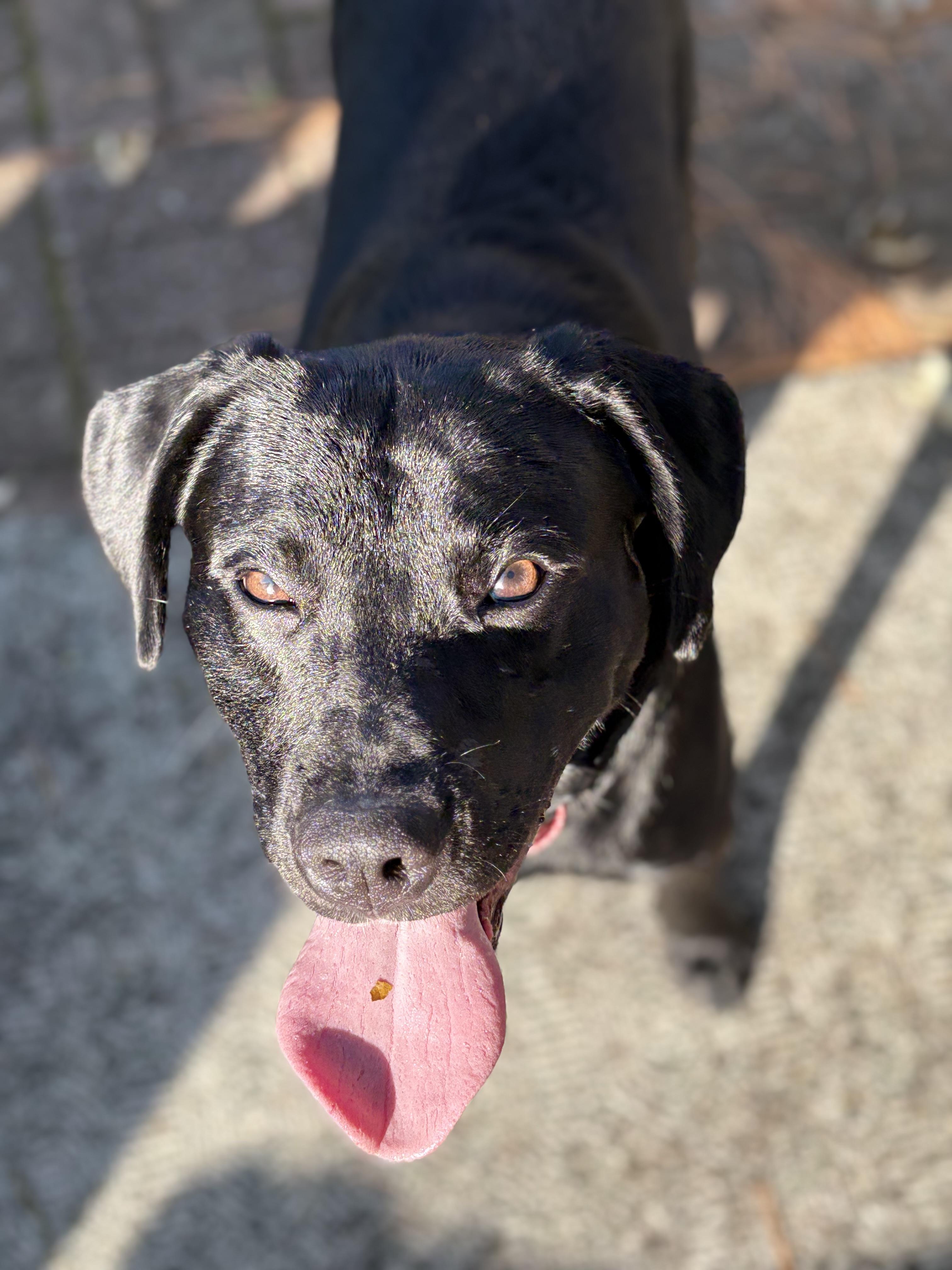 Riley, Adoptable, Young Male Labrador Retriever.