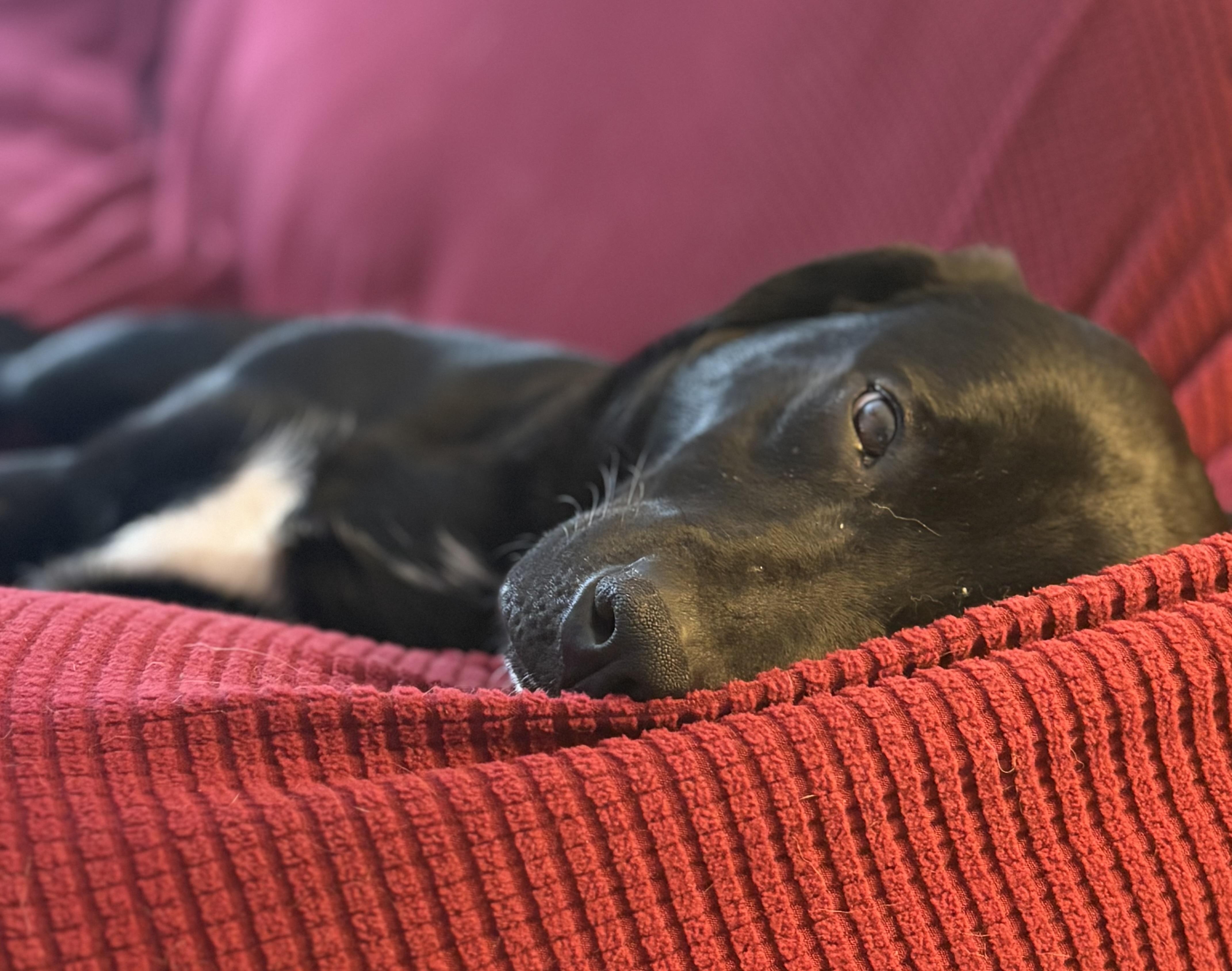 Riley, a Adoptable Labrador Retriever in Indianapolis, IN image 3/5