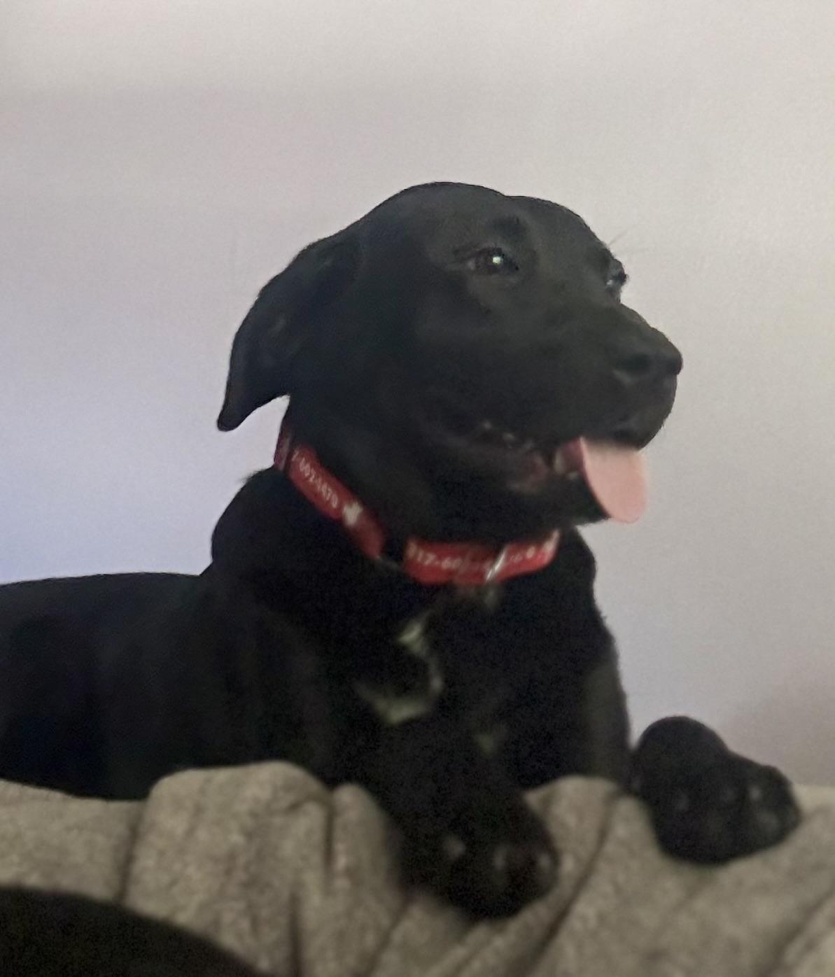 Riley, a Adoptable Labrador Retriever in Indianapolis, IN image 1/5