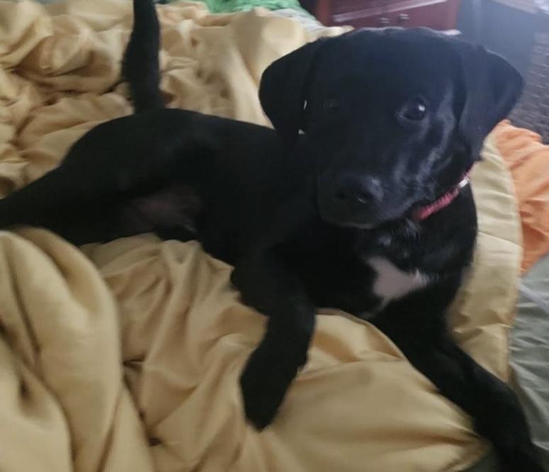 Enlarge Riley, a Adoptable Labrador Retriever in Indianapolis, IN image 4/6