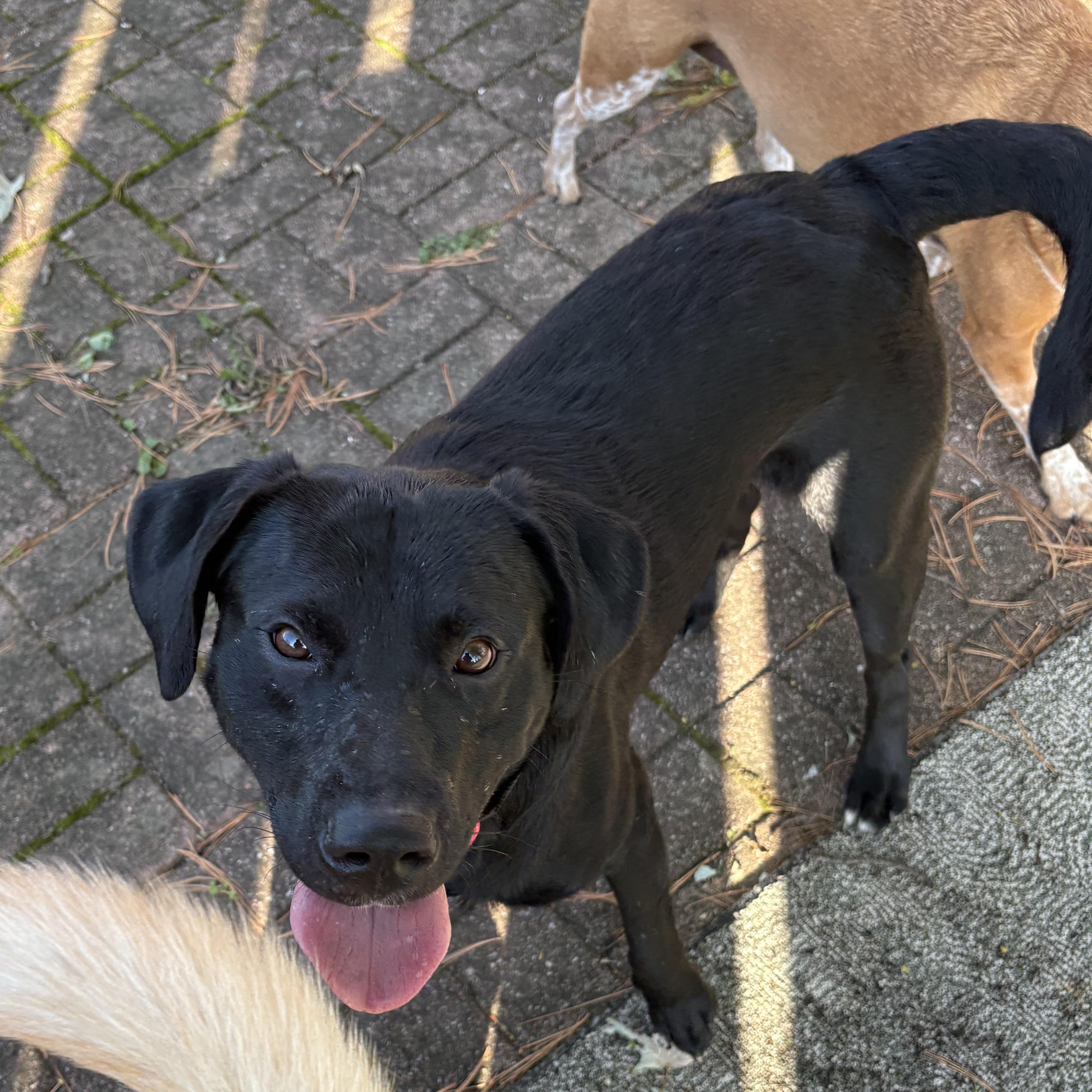 Riley, a Adoptable Labrador Retriever in Indianapolis, IN image 4/5