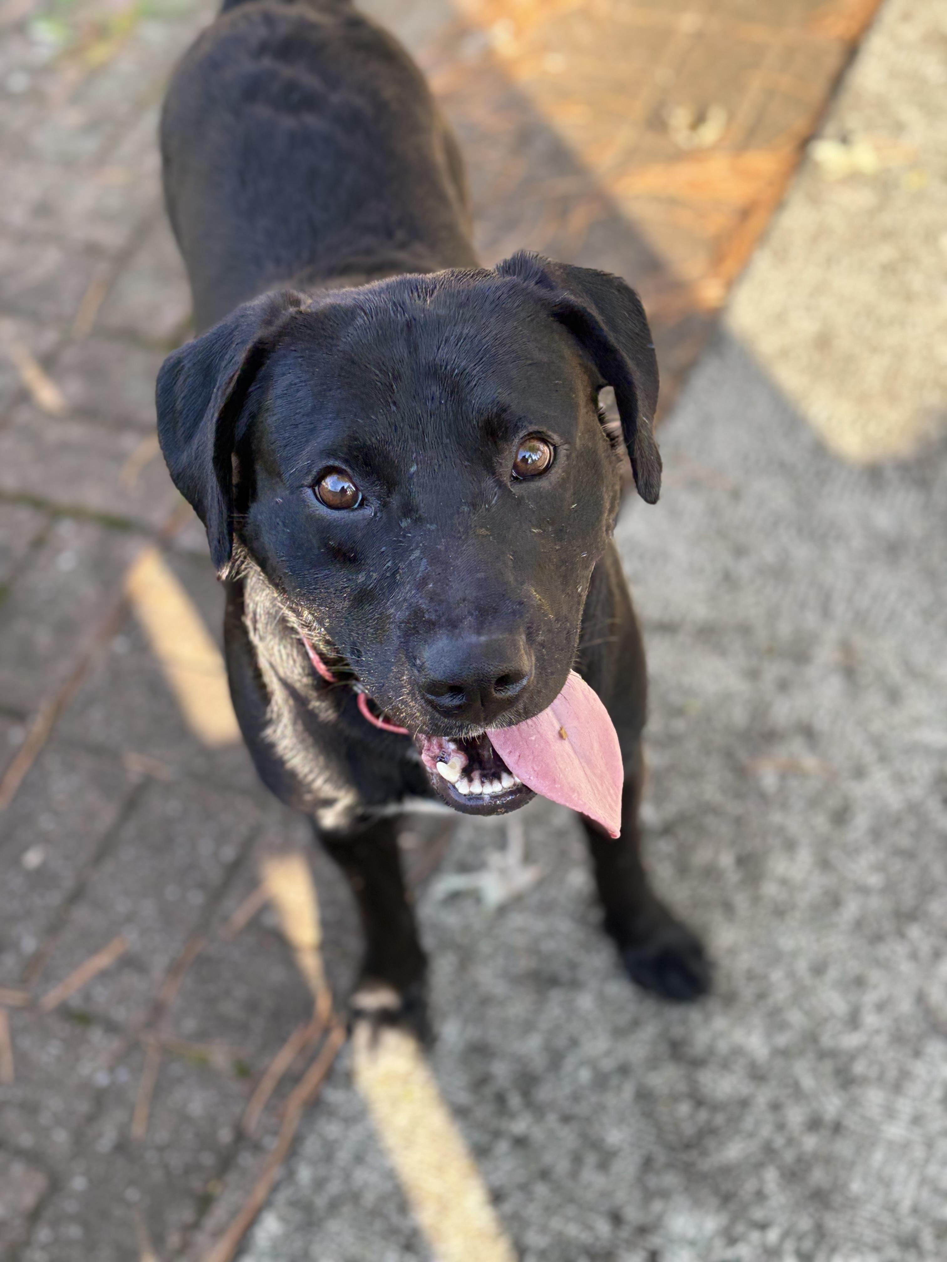 Riley, a Adoptable Labrador Retriever in Indianapolis, IN image 5/5