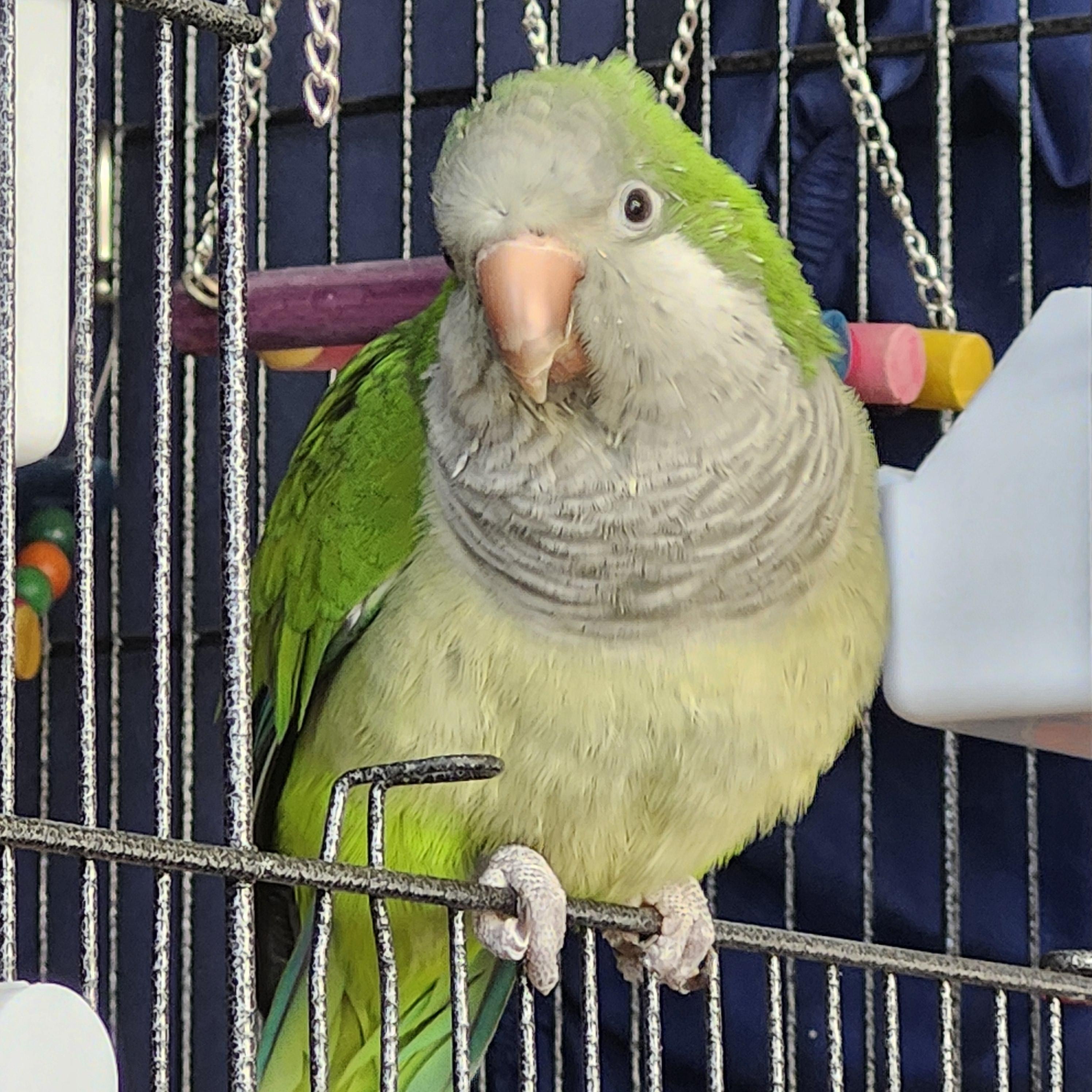 Sydney, adopted, Adult Unknown Quaker Parakeet.