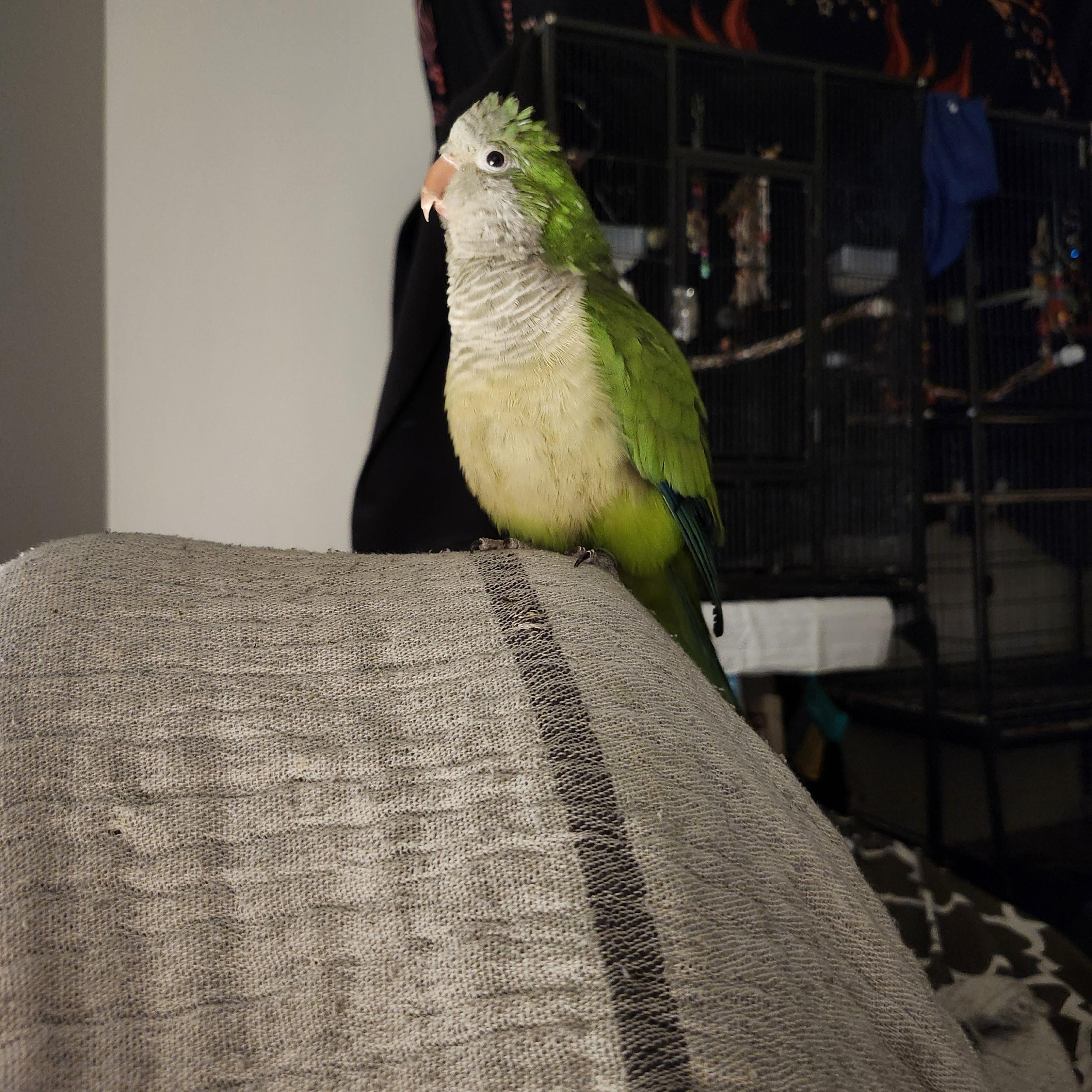 Enlarge Sydney, an adopted Quaker Parakeet in North Babylon, NY image 2/2