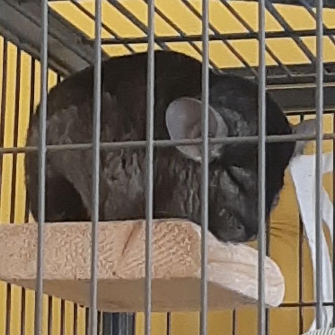 Joey, Adoptable, Senior Male Chinchilla.