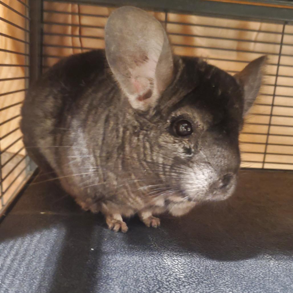 Enlarge Joey, a Adoptable Chinchilla in Novelty, OH image 3/3