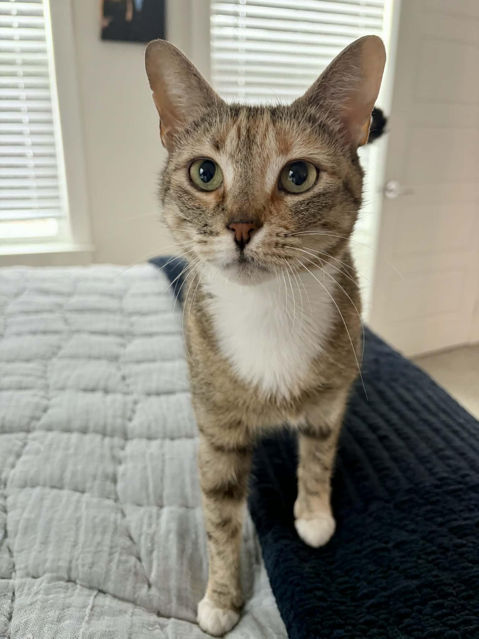 Enlarge Miranda Priestly, a ADOPTABLE Domestic Short Hair in Raeford, NC image 4/6