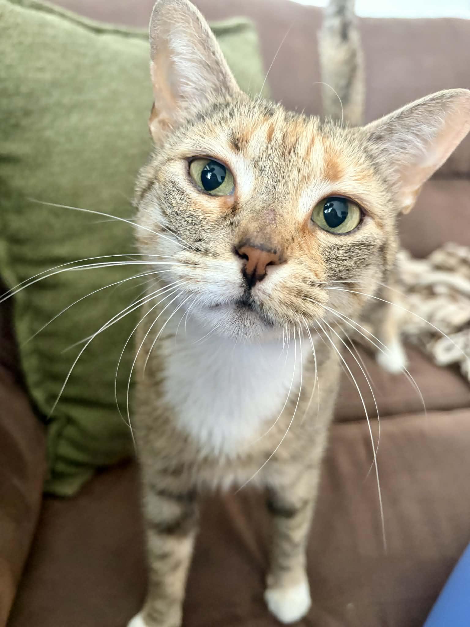 Enlarge Miranda Priestly, a ADOPTABLE Domestic Short Hair in Raeford, NC image 2/6