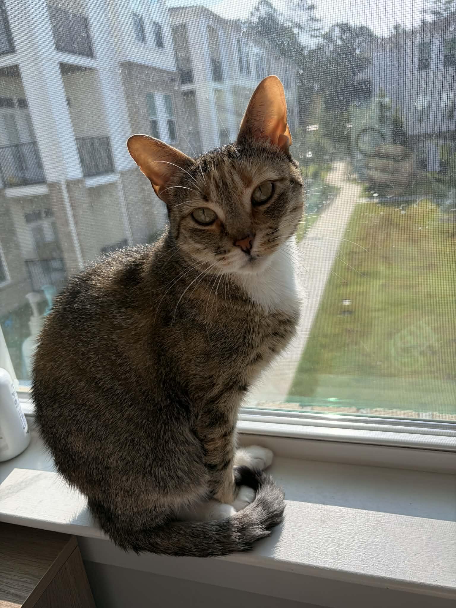 Miranda Priestly, Adoptable, Adult Female Domestic Short Hair.