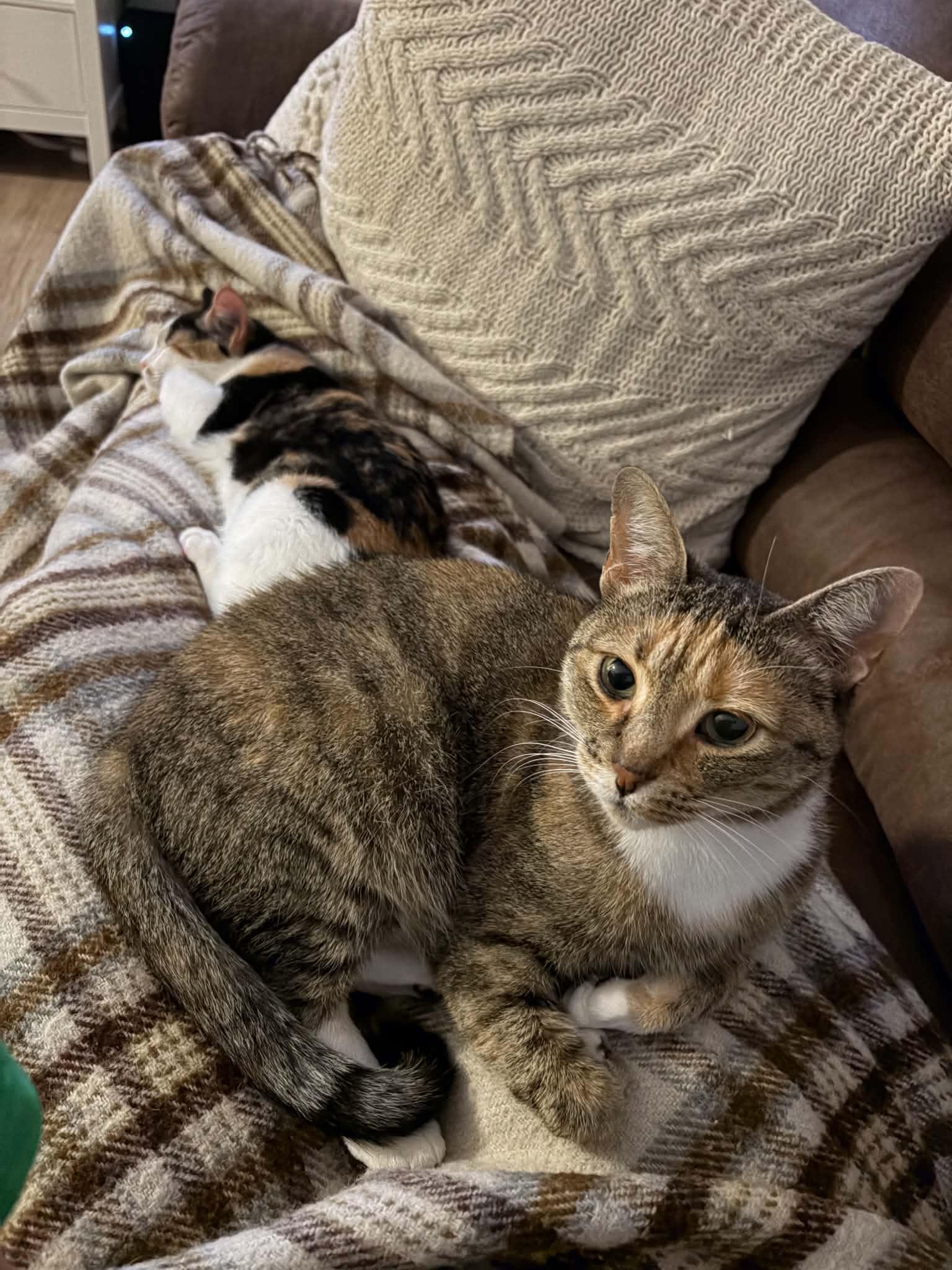 Enlarge Miranda Priestly, a Adoptable Domestic Short Hair in Raeford, NC image 2/6