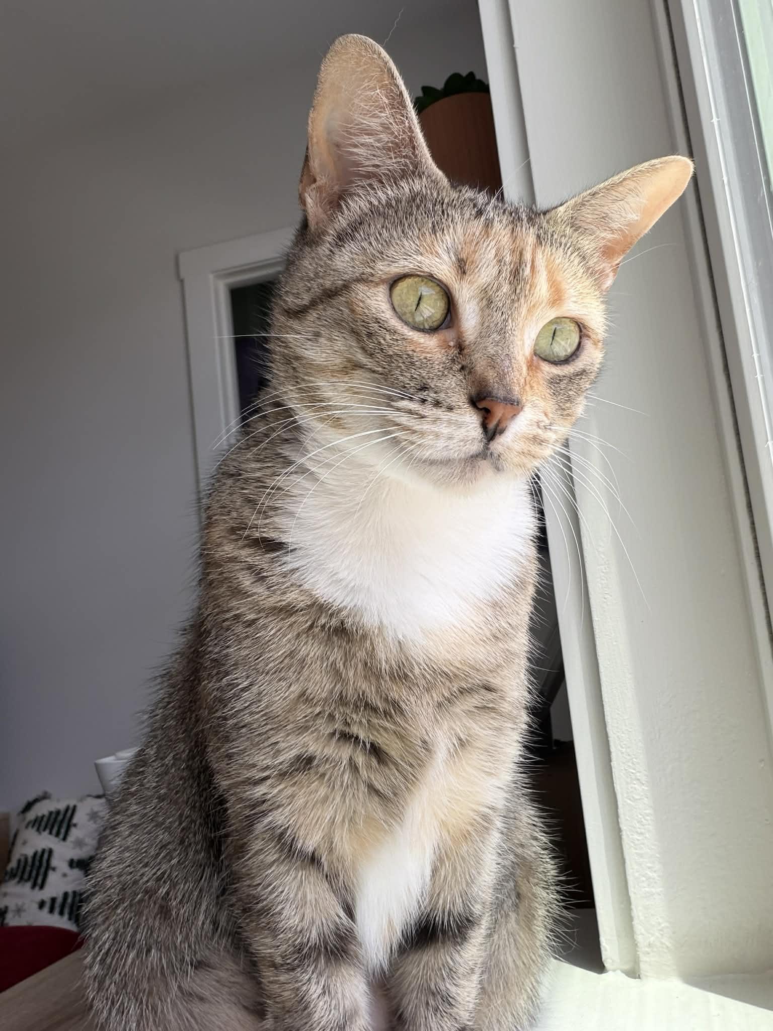 Enlarge Miranda Priestly, a ADOPTABLE Domestic Short Hair in Raeford, NC image 5/6
