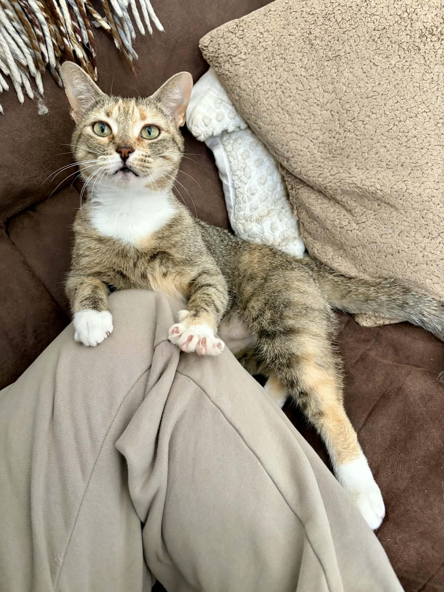 Enlarge Miranda Priestly, a Adoptable Domestic Short Hair in Raeford, NC image 6/6