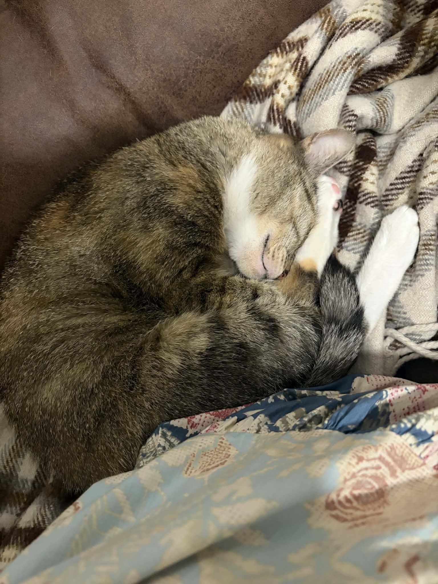 Miranda Priestly, ADOPTABLE, Adult Female Domestic Short Hair.