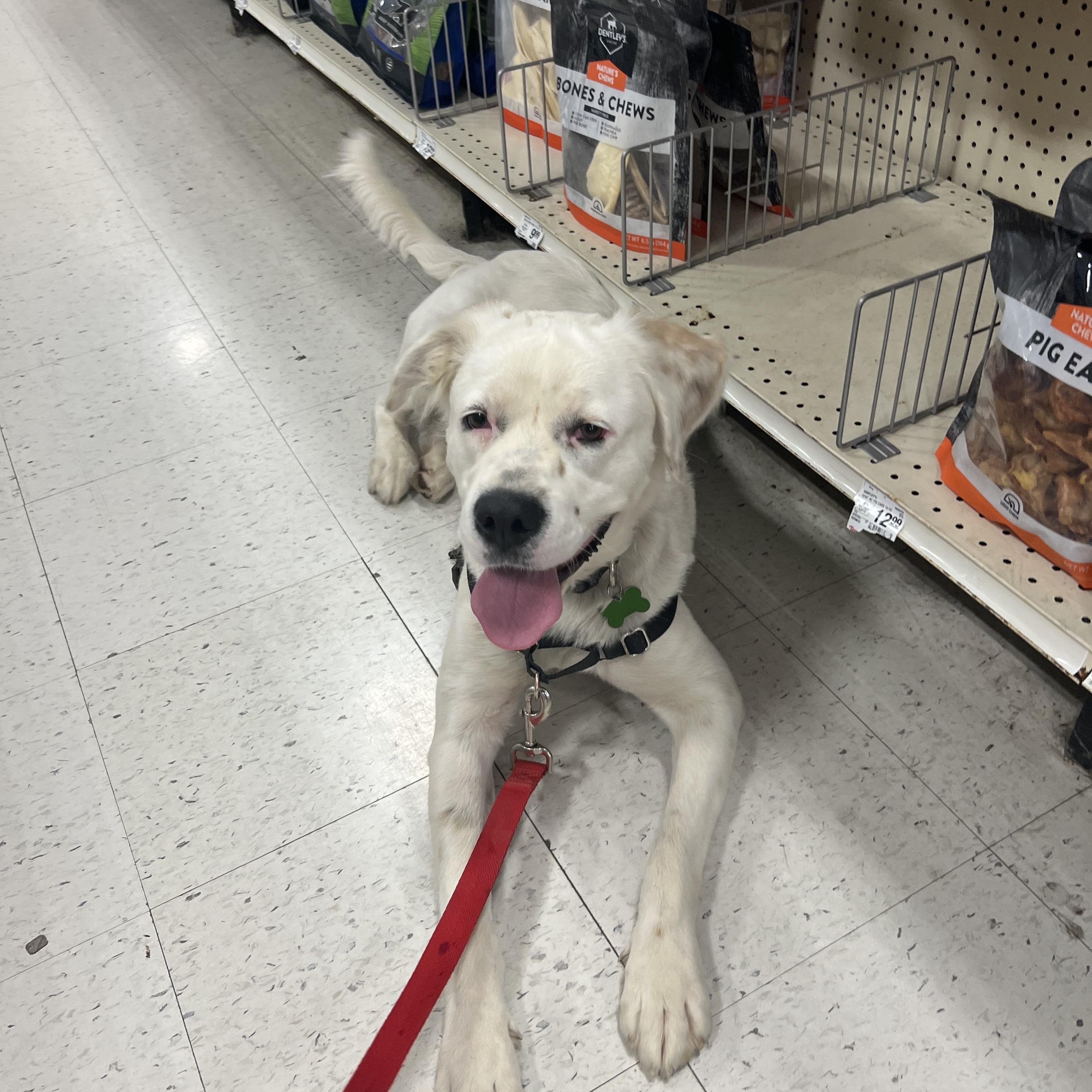 Enlarge Pearl, a Adoptable mixed breed in Potomac, MD image 5/6