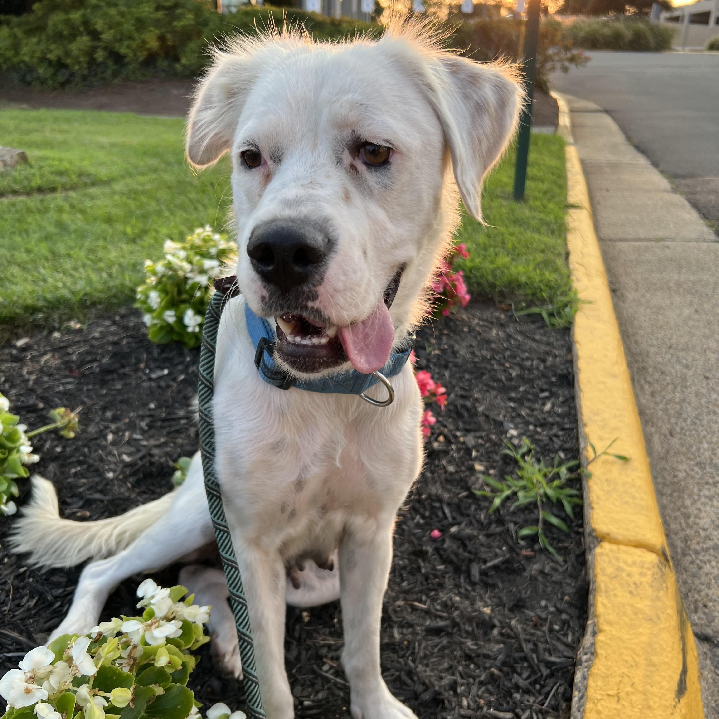 Enlarge Pearl, a Adoptable mixed breed in Potomac, MD image 6/6