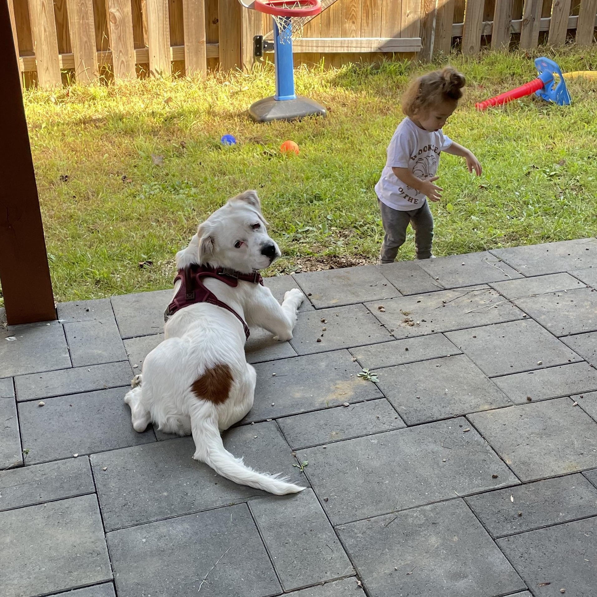 Enlarge Pearl, a Adoptable mixed breed in Potomac, MD image 4/6