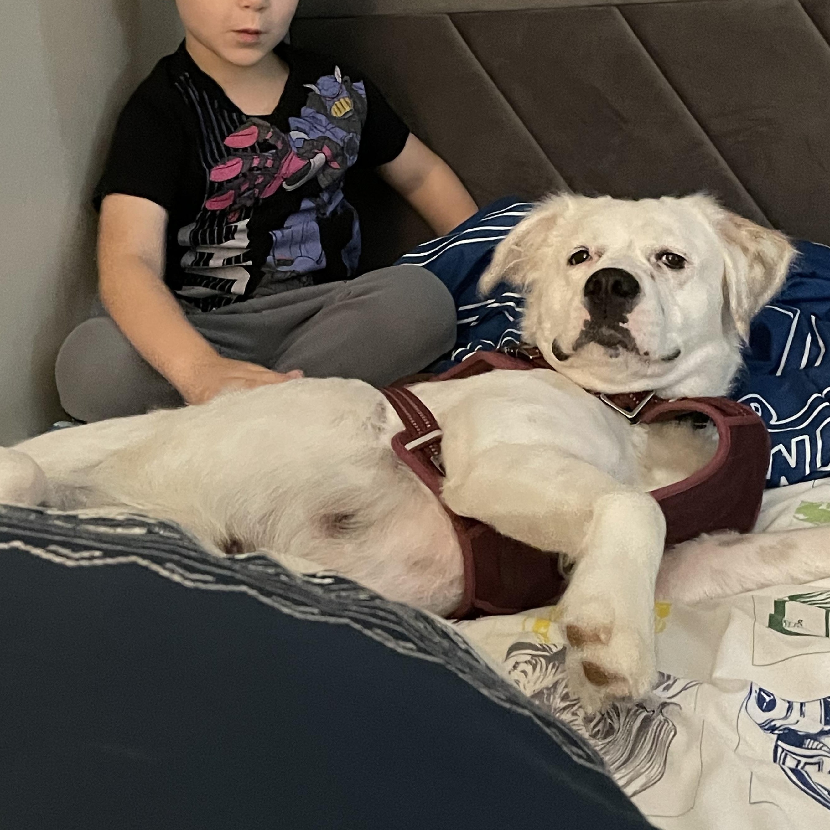 Enlarge Pearl, a Adoptable mixed breed in Potomac, MD image 1/6