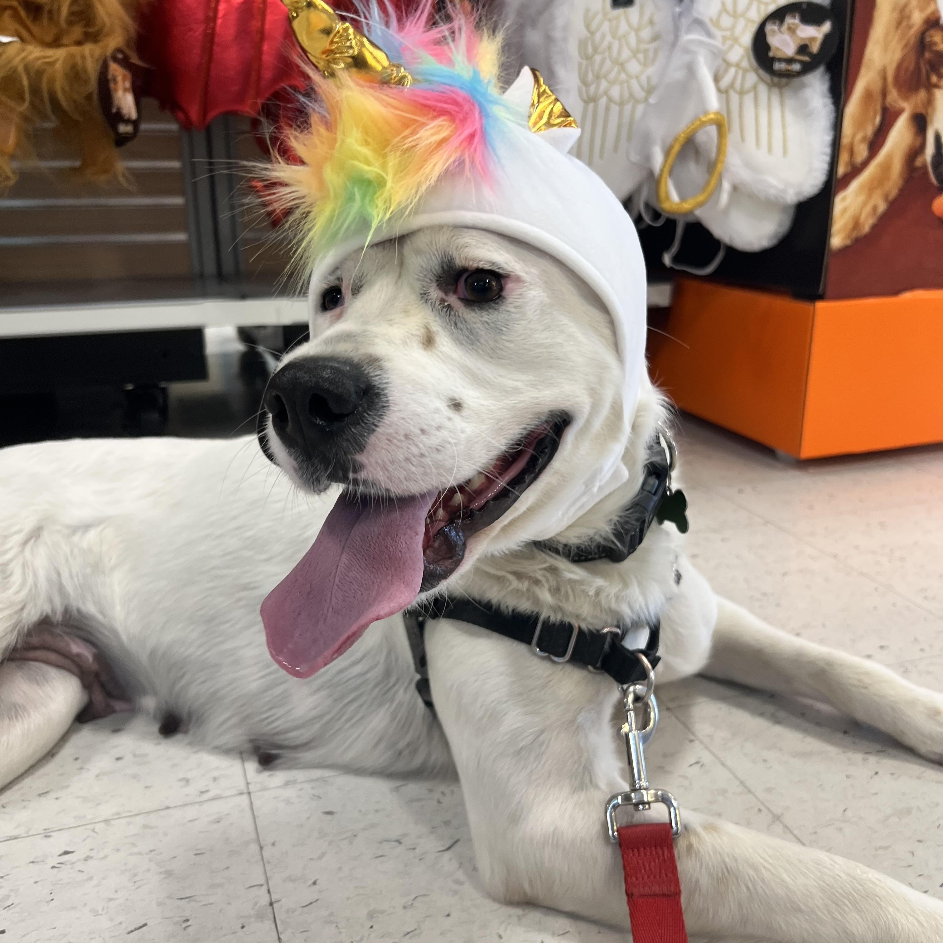 Enlarge Pearl, a Adoptable mixed breed in Potomac, MD image 2/6