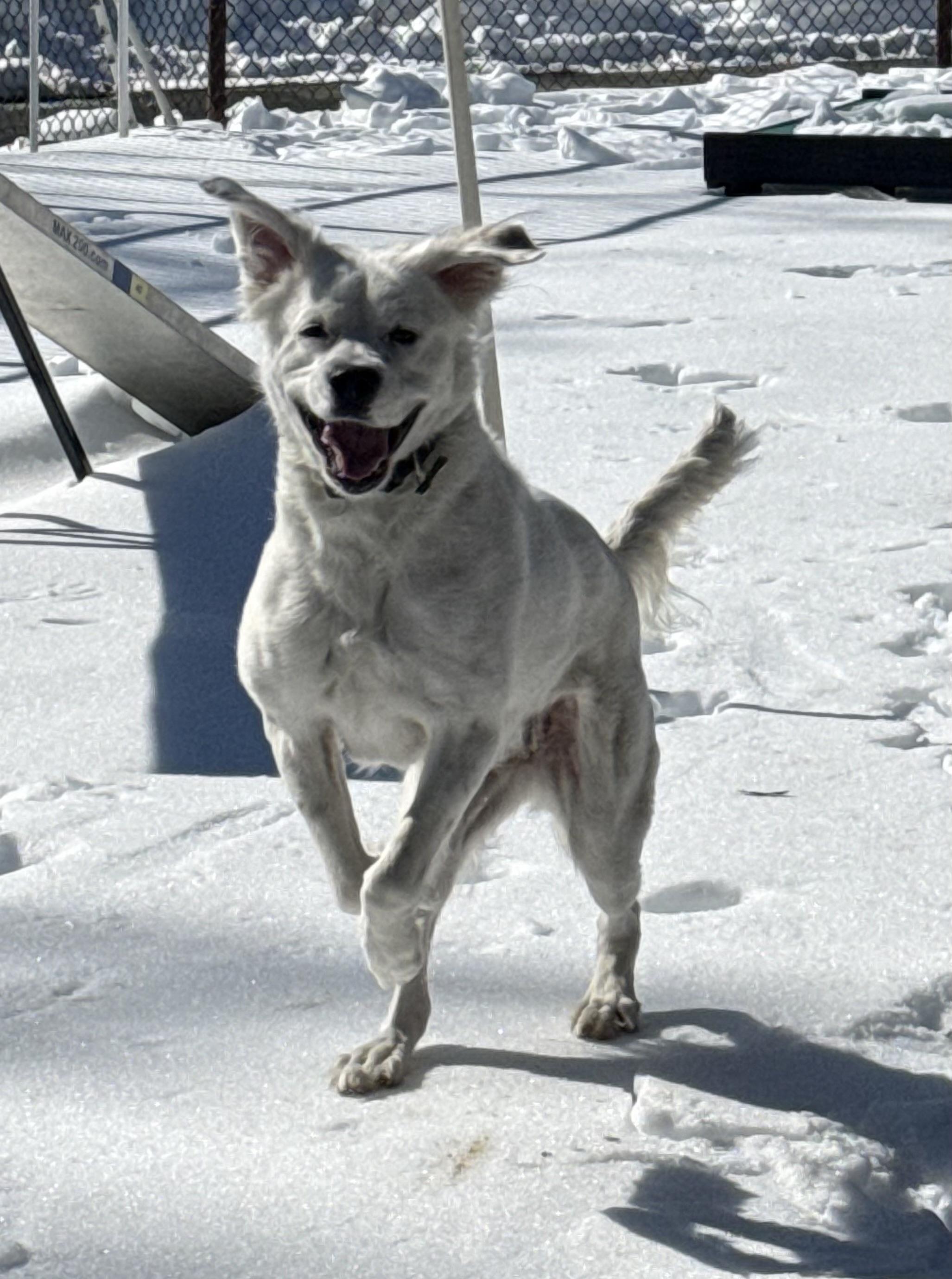 Enlarge Pearl, a Adoptable mixed breed in Potomac, MD image 1/6