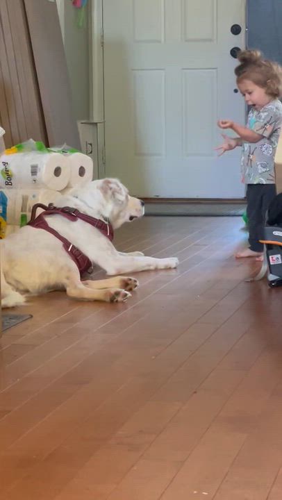 Enlarge Pearl, a Adoptable mixed breed in Potomac, MD video 3/6