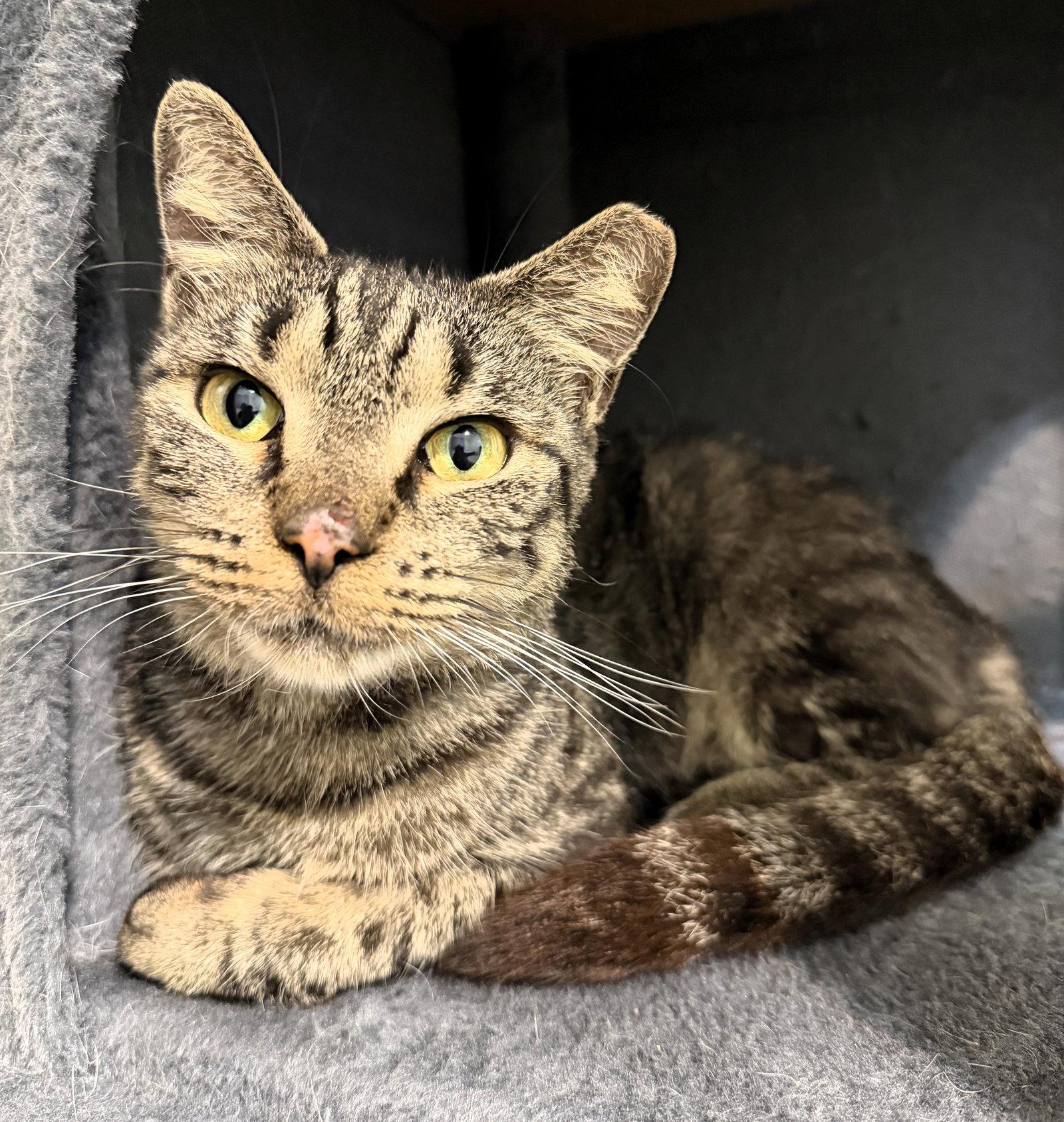 Jazzy, Adoptable, Adult Female Tabby & Domestic Short Hair.