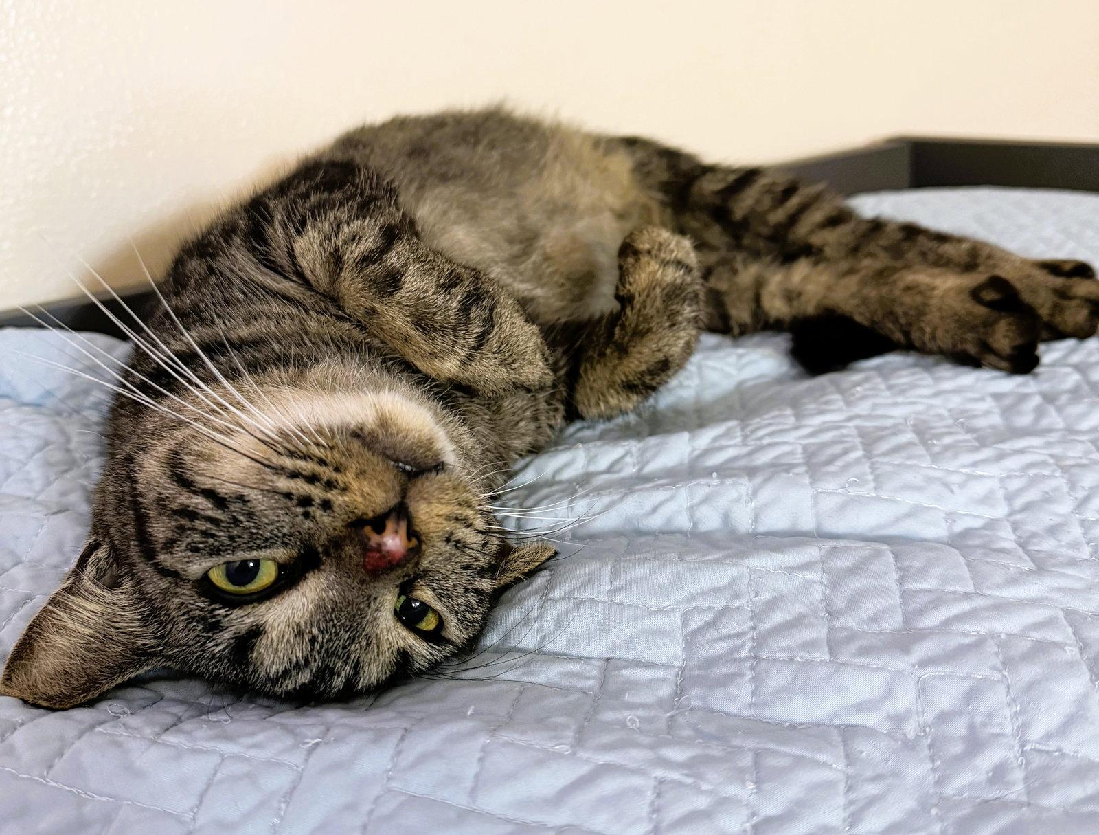 Jazzy, a Adoptable mixed breed in Lighthouse Point, FL image 2/3
