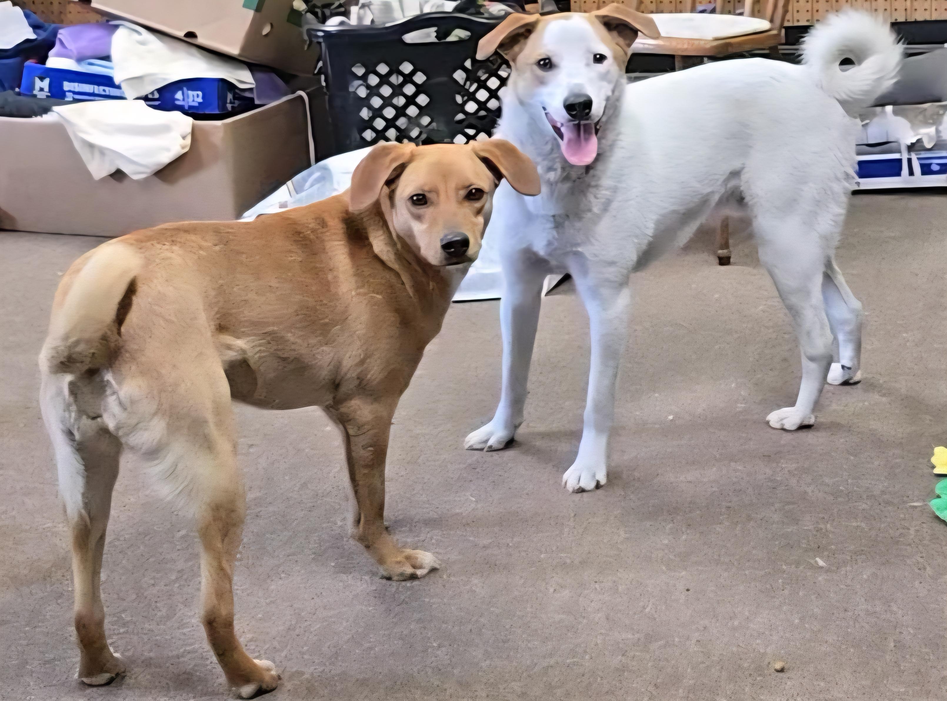 Selena, a Adoptable mixed breed in LaGrange, IN image 5/6