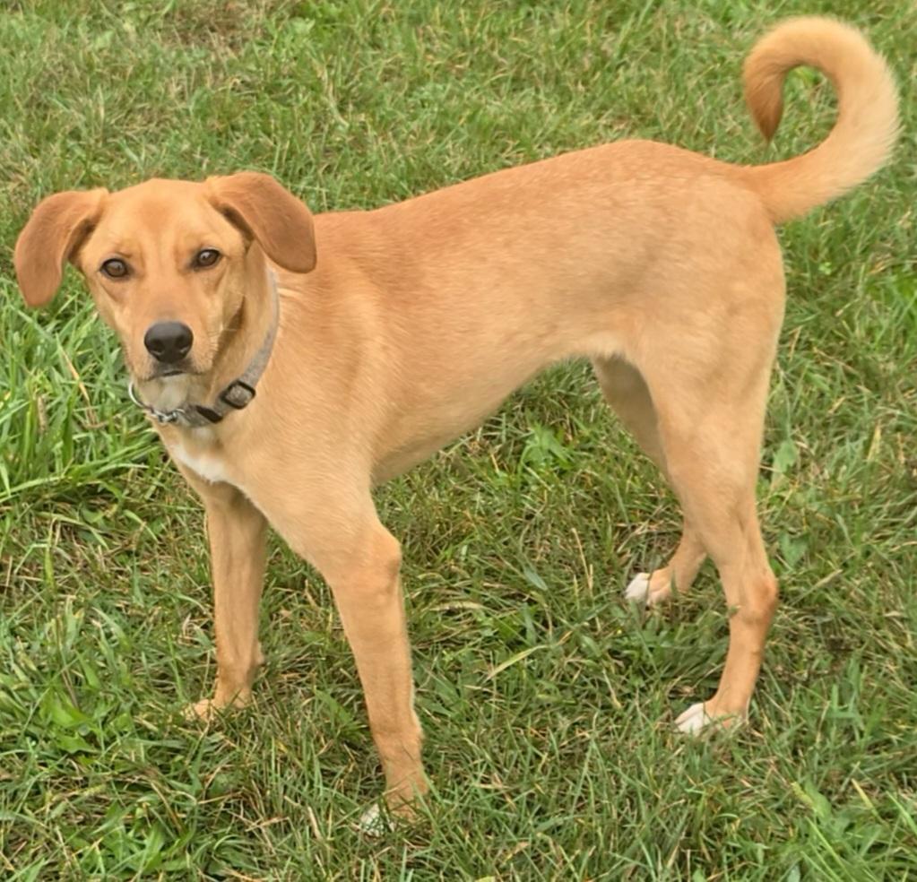 Selena, a Adoptable mixed breed in LaGrange, IN image 3/6