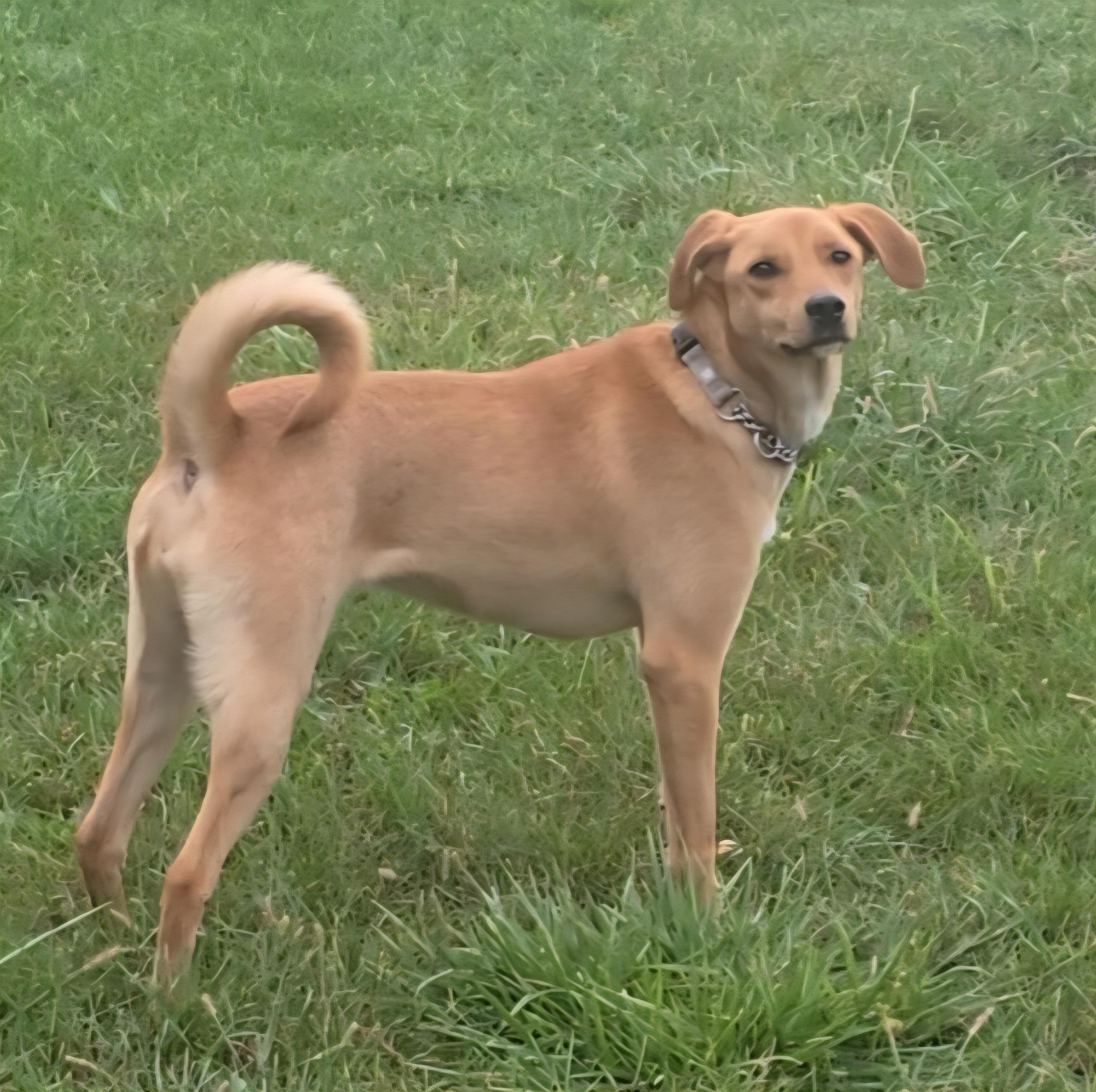 Selena, a Adoptable mixed breed in LaGrange, IN image 6/6