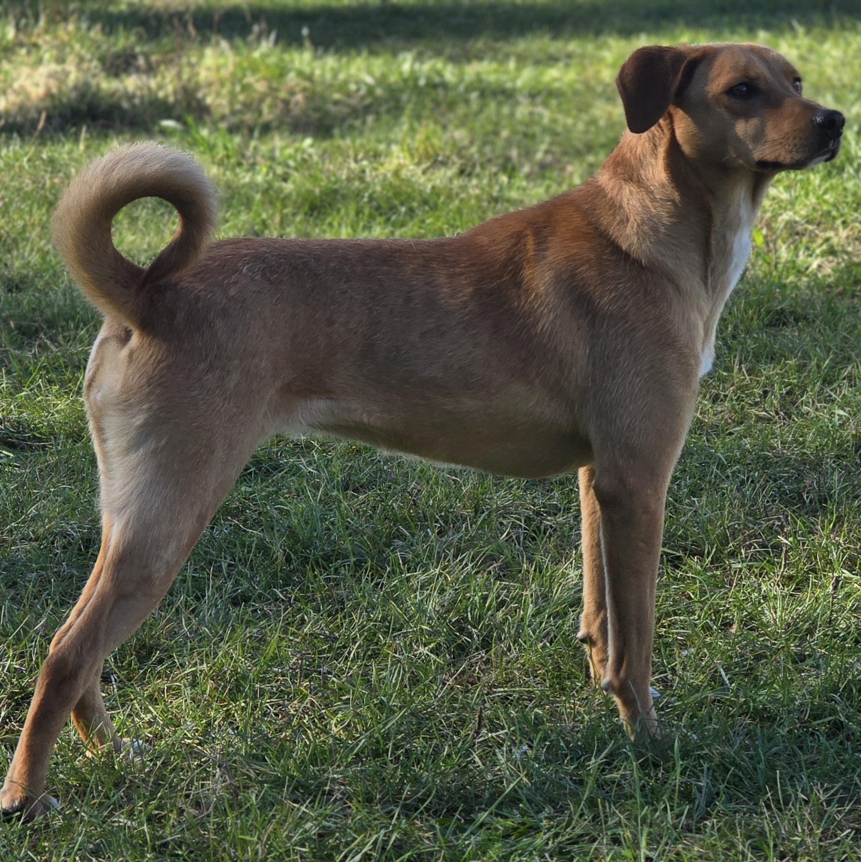 Selena, a Adoptable mixed breed in LaGrange, IN image 4/6
