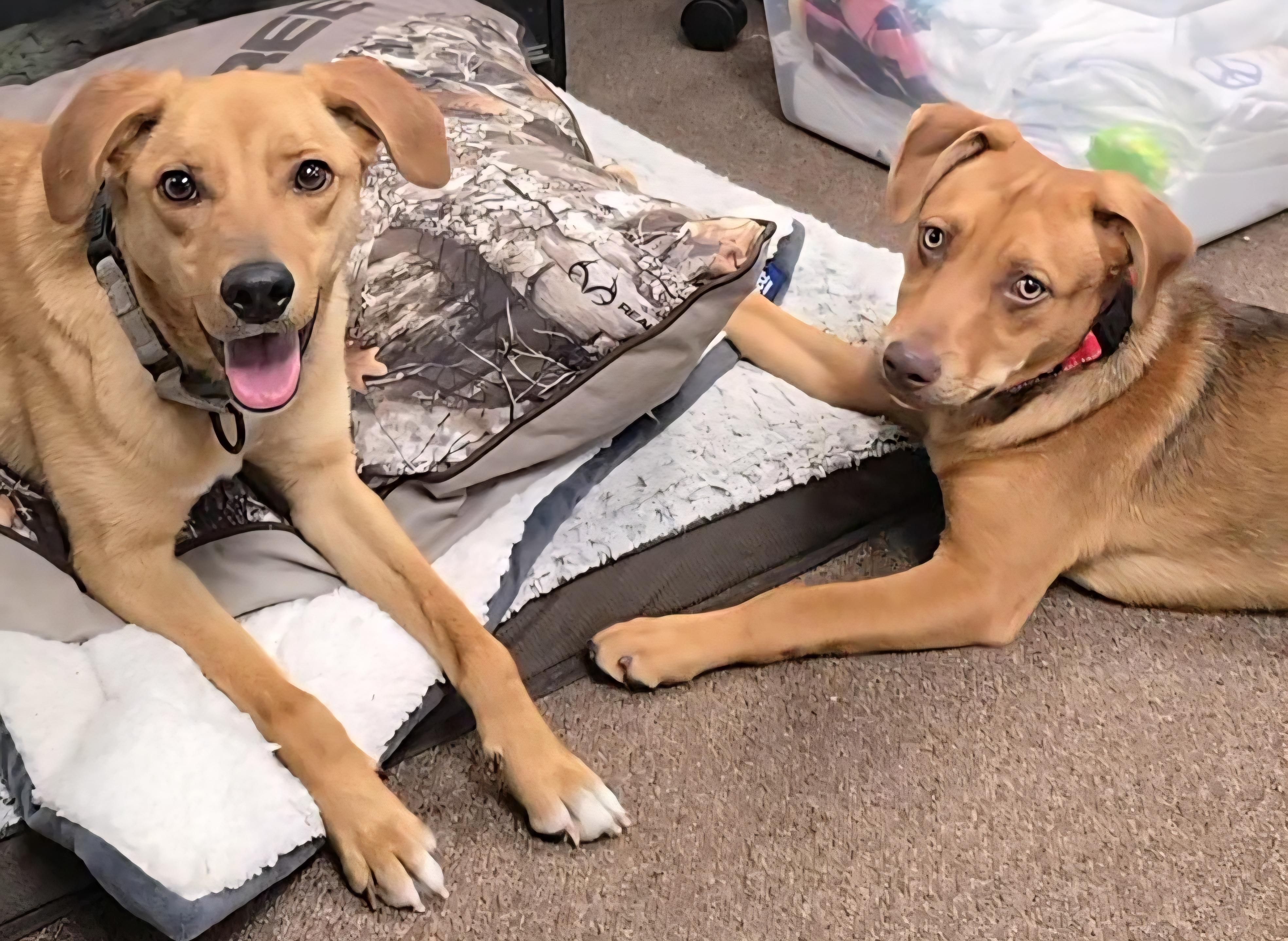 Selena, a Adoptable mixed breed in LaGrange, IN image 4/6