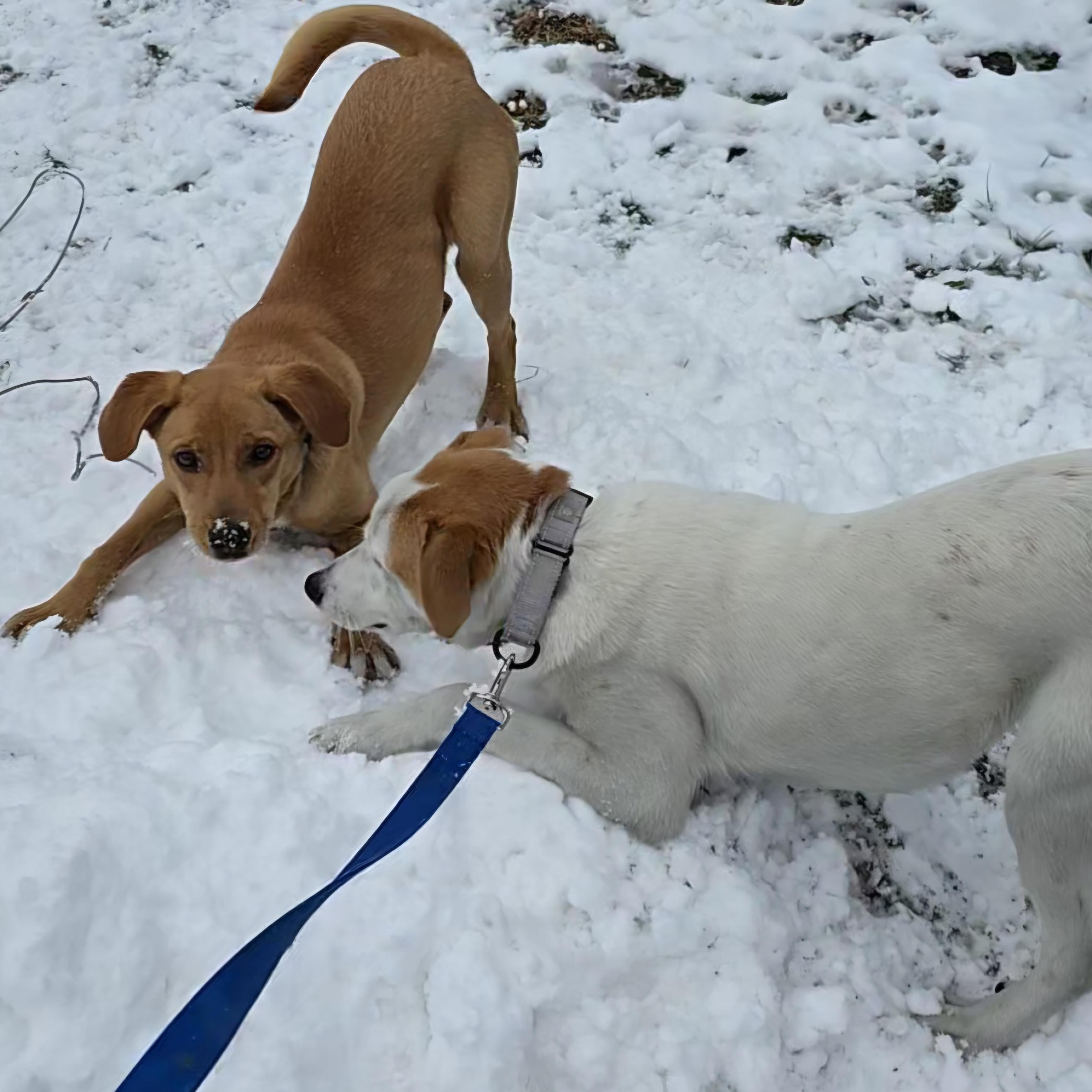 Selena, a Adoptable mixed breed in LaGrange, IN image 6/6