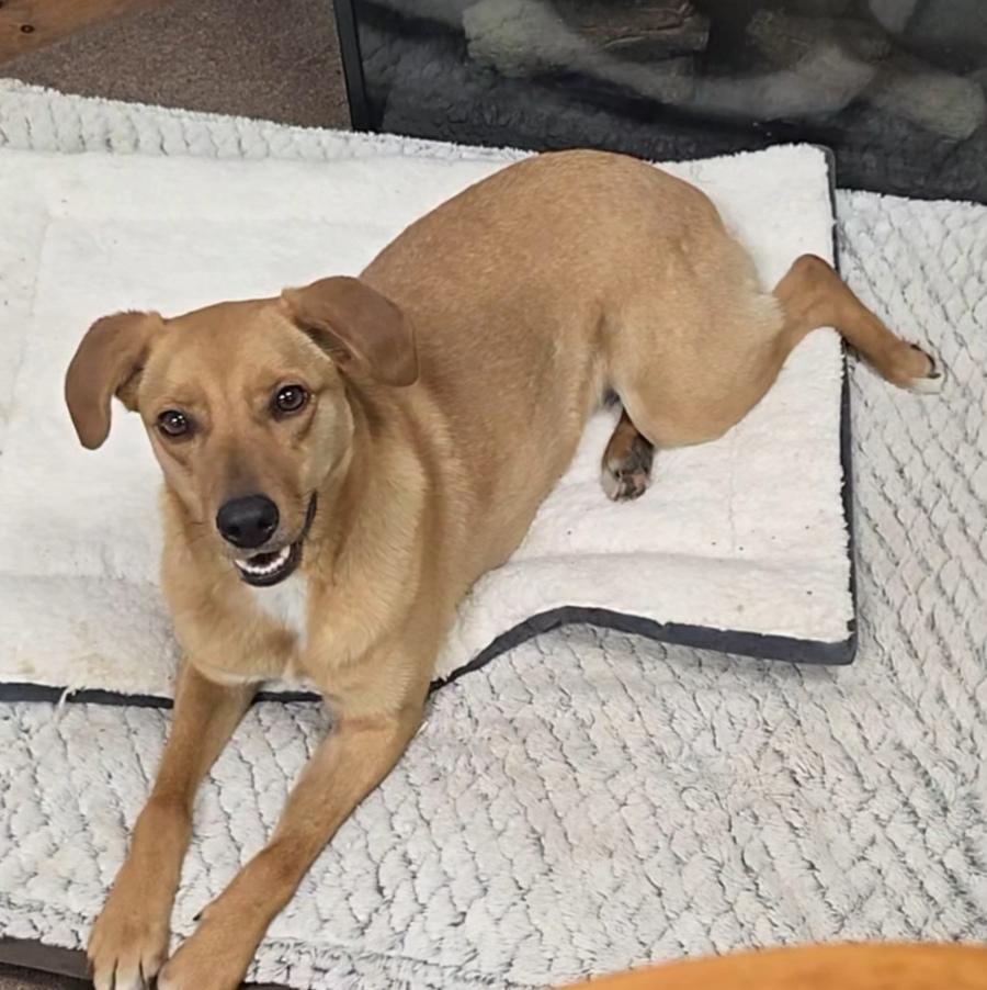 Selena, Adoptable, Young Female Terrier & Great Pyrenees.