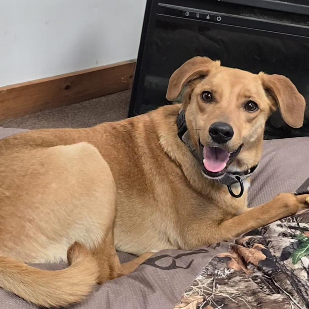 Selena, a Adoptable mixed breed in LaGrange, IN image 3/6