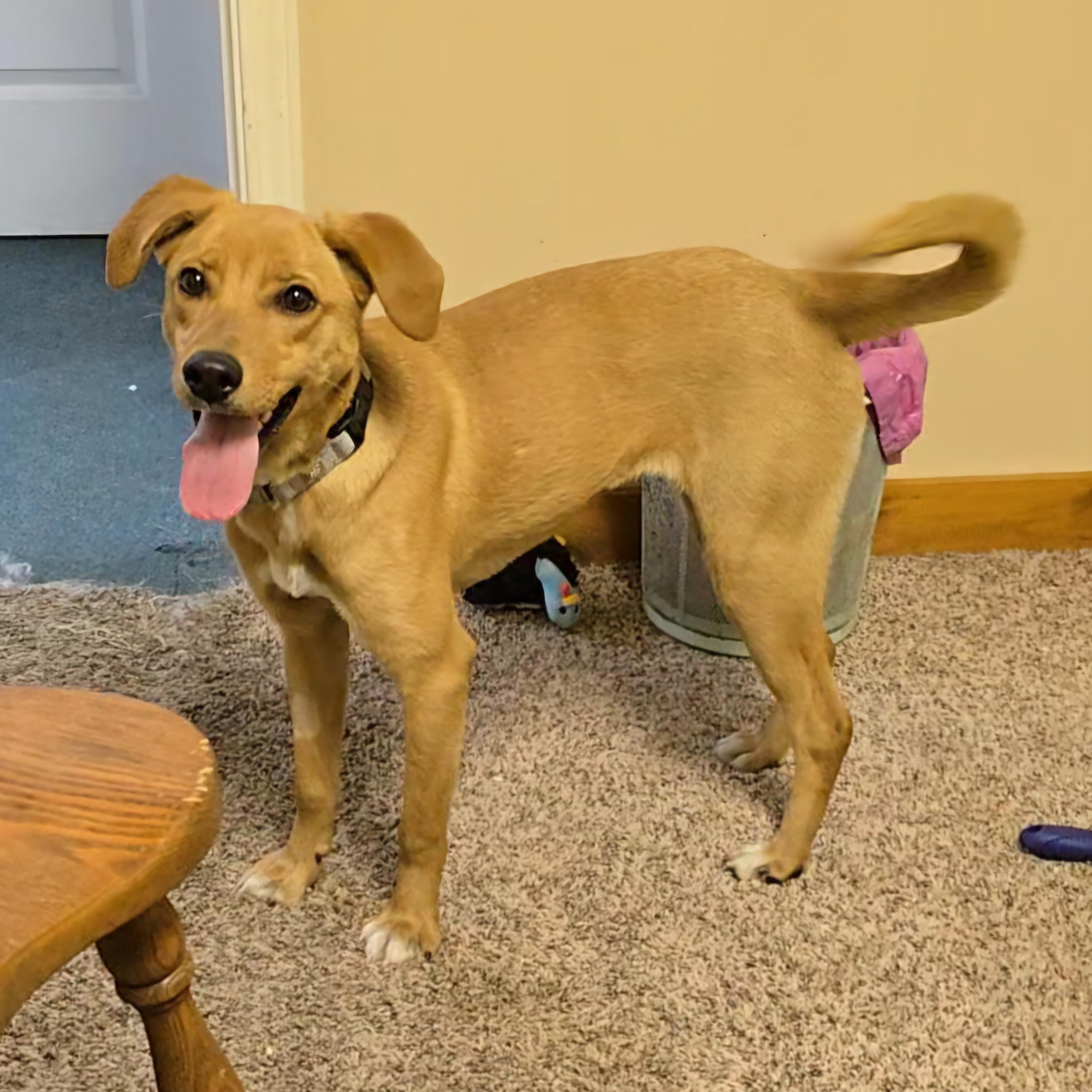 Selena, a Adoptable mixed breed in LaGrange, IN image 1/6