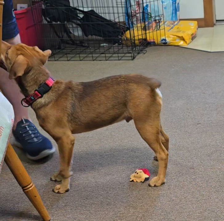 Enlarge Selena, a Adoptable mixed breed in LaGrange, IN video 2/6