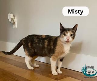 Misty!, a Adoptable Domestic Short Hair in Huntsville, ON image 1/2