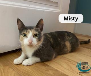 Misty!, adoptable, Adult Female Domestic Short Hair.
