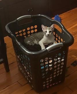 Enlarge Missy, a Adoptable Domestic Short Hair in Great Mills, MD image 1/1