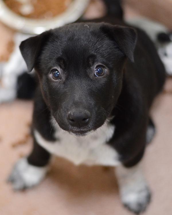 Enlarge Frankie, a Adoptable mixed breed in Novato, CA image 1/1