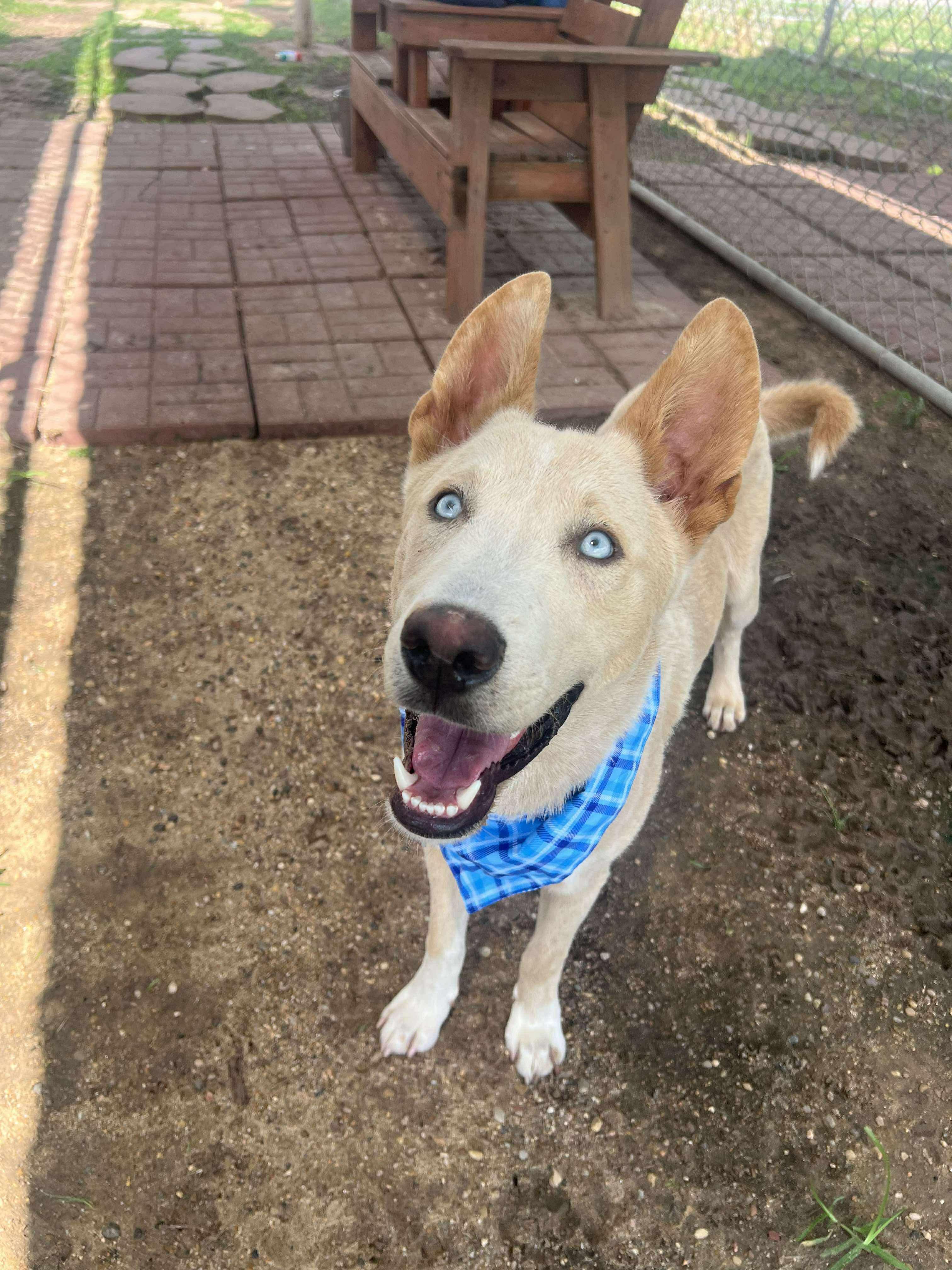 Trout, a Adoptable mixed breed in Kankakee, IL image 2/3