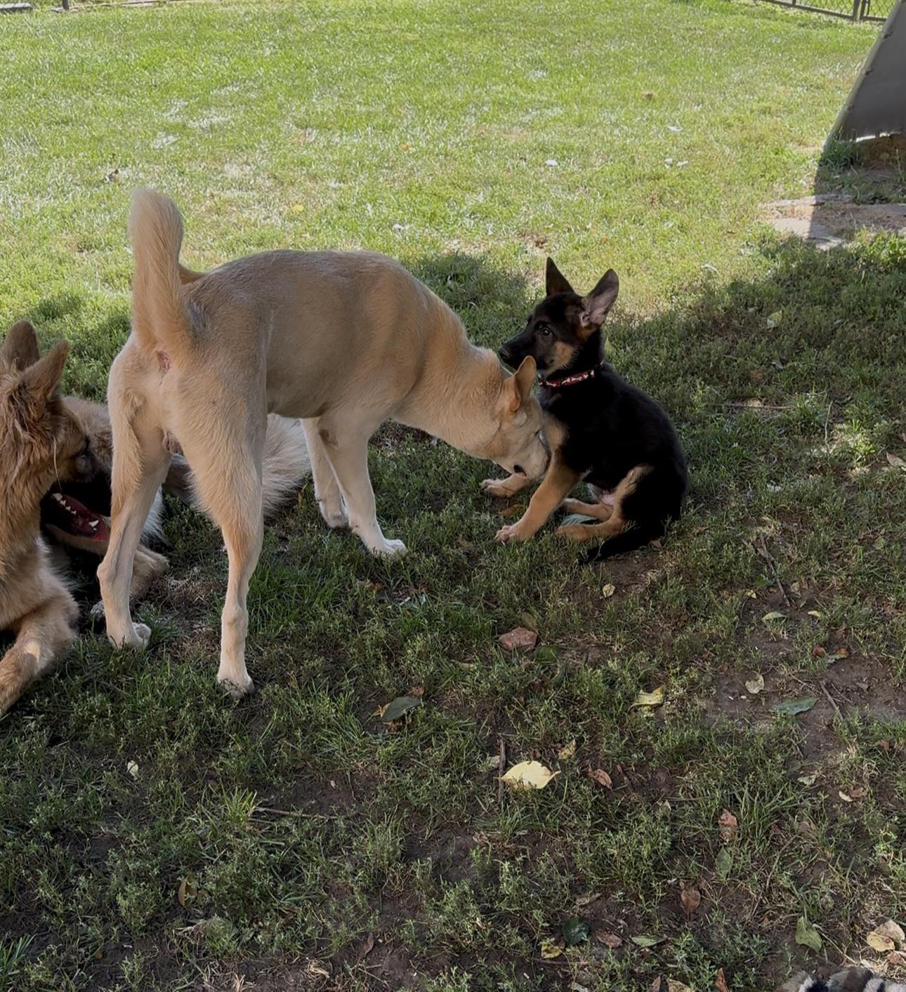 Trout, a Adoptable mixed breed in Kankakee, IL image 3/3