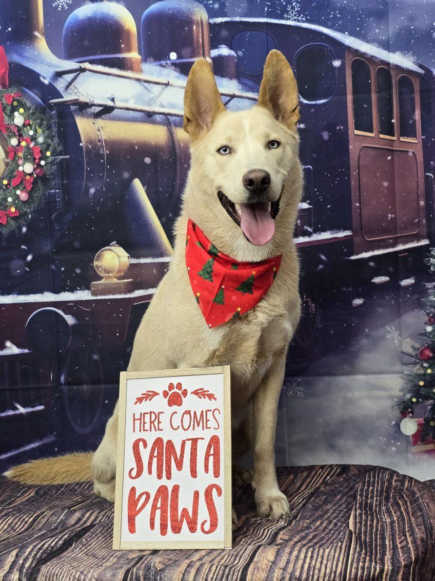 Enlarge Trout, a Adoptable mixed breed in Kankakee, IL image 4/4