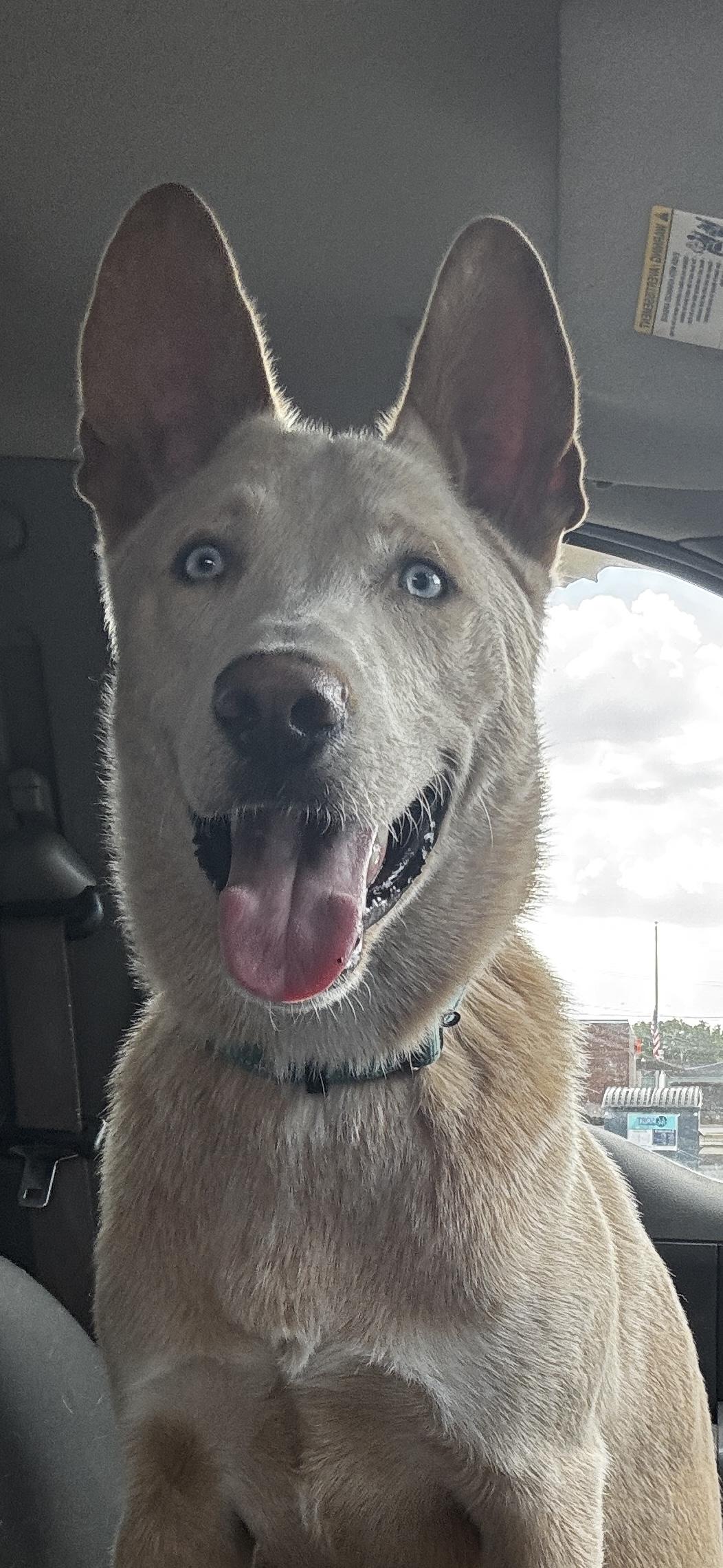 Trout, a Adoptable mixed breed in Kankakee, IL image 1/3