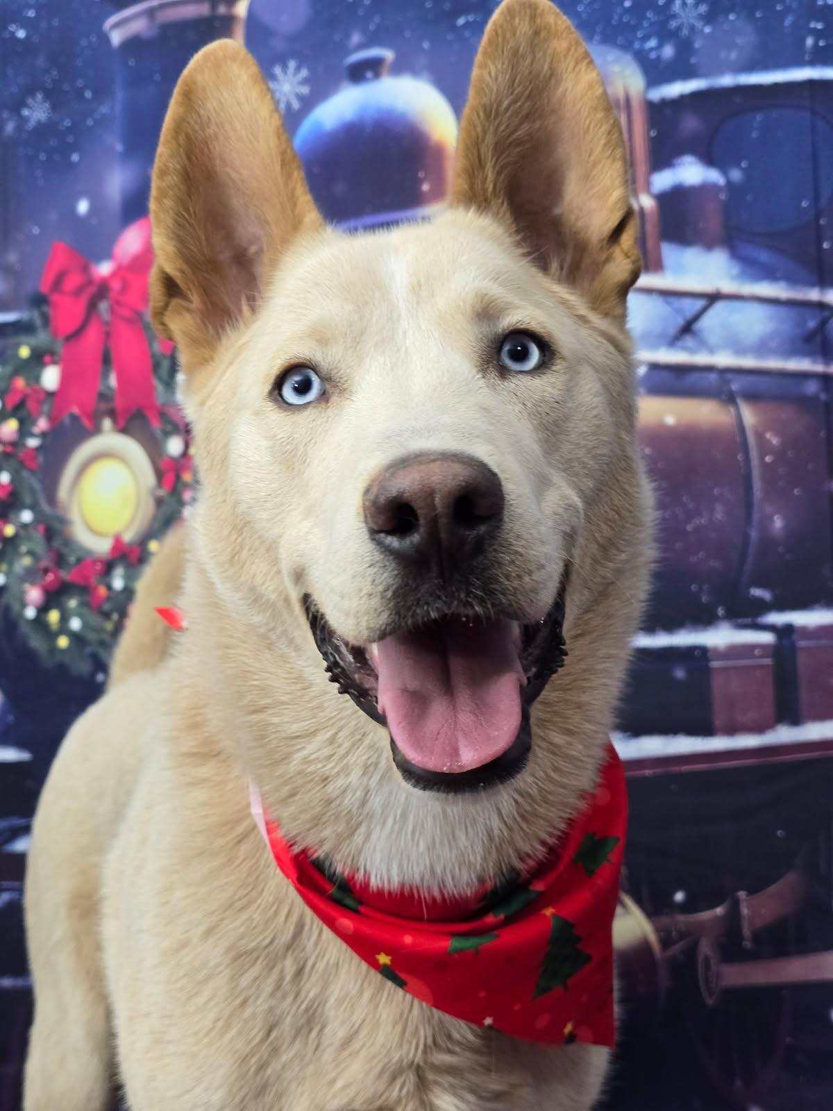 Enlarge Trout, a Adoptable mixed breed in Kankakee, IL image 1/4