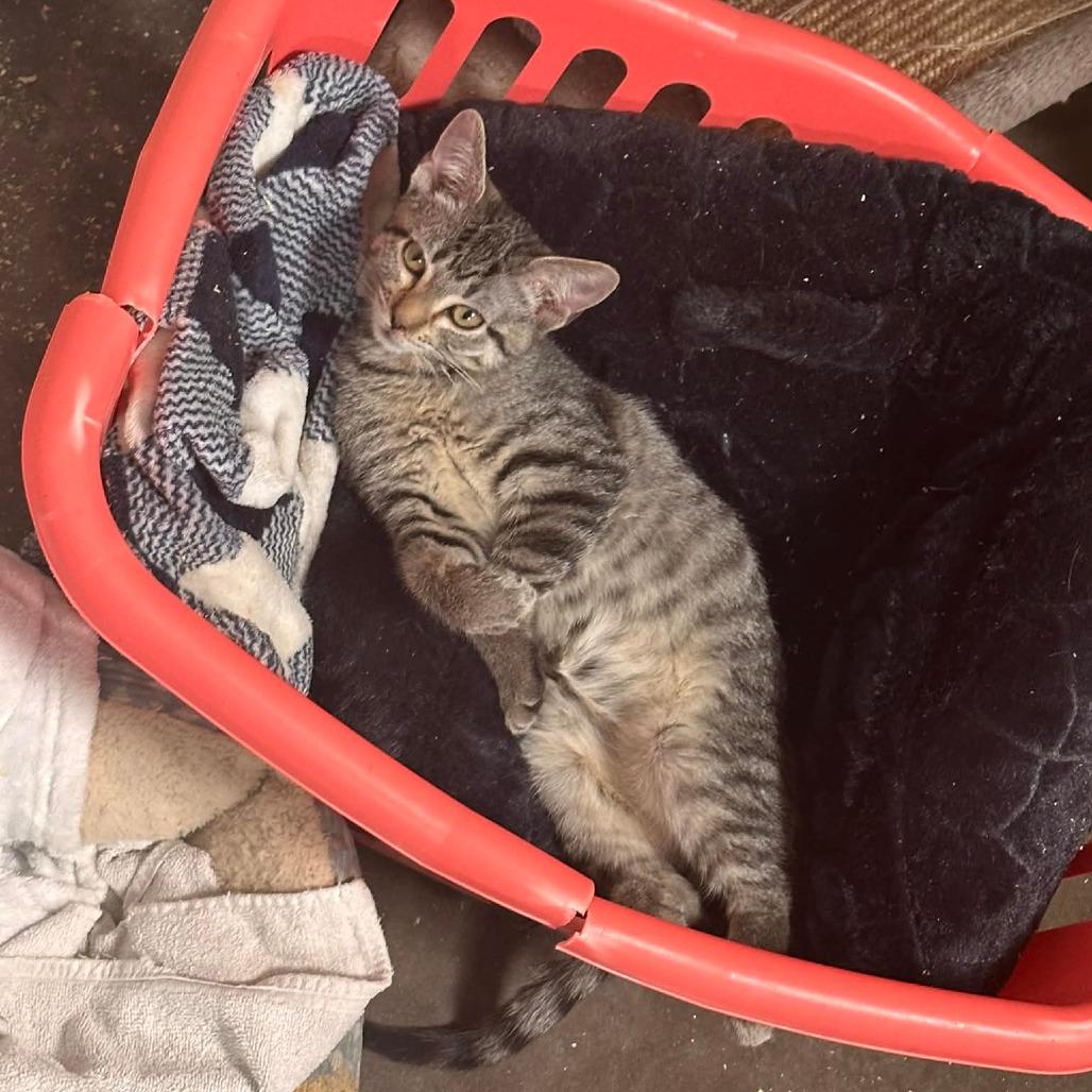 Chocolate Chip — thumbnail 2