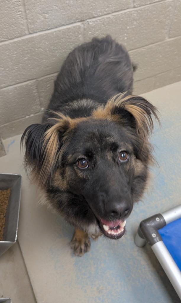 Enlarge Fantasia, a Adoptable Shepherd in Havre, MT image 1/3