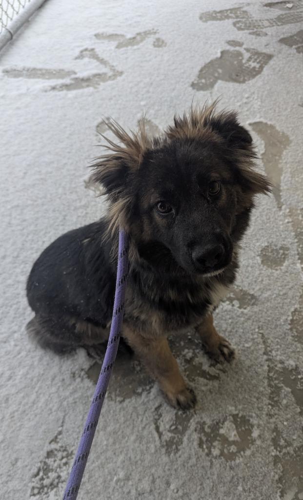 Enlarge Fantasia, a Adoptable Shepherd in Havre, MT image 2/3