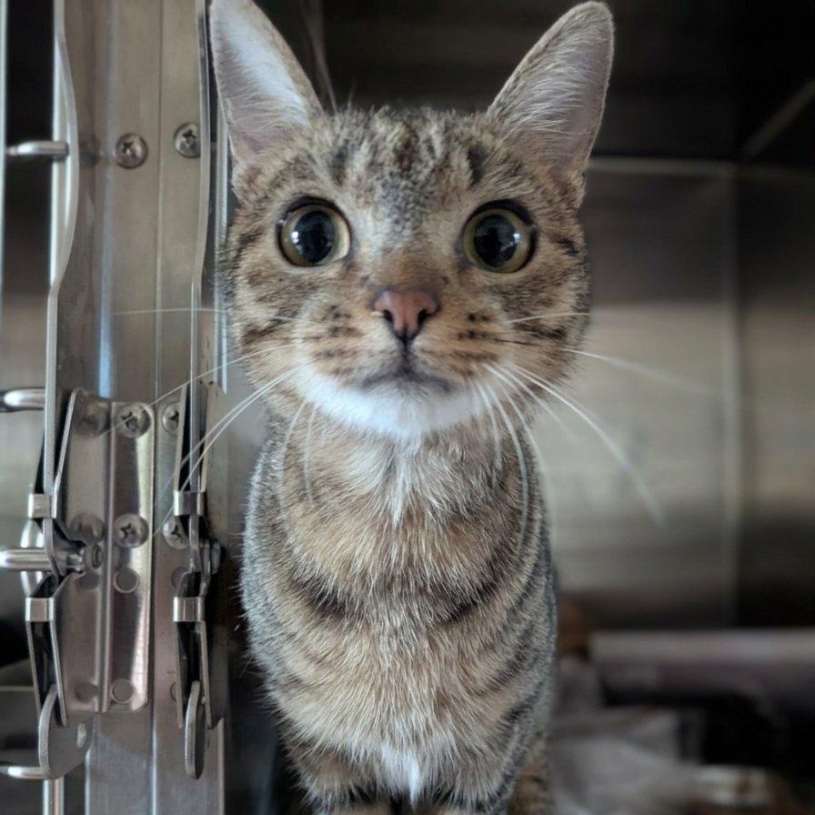Orchard, Adopted, Young Male Tabby.